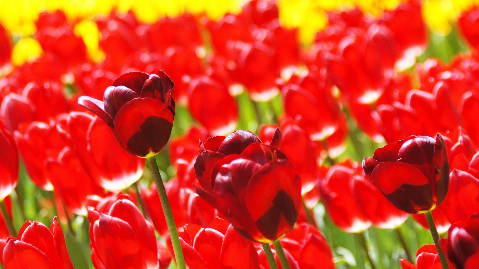 Champ de tulipes rouges vives avec un fond de tulipes jaunes éclatantes