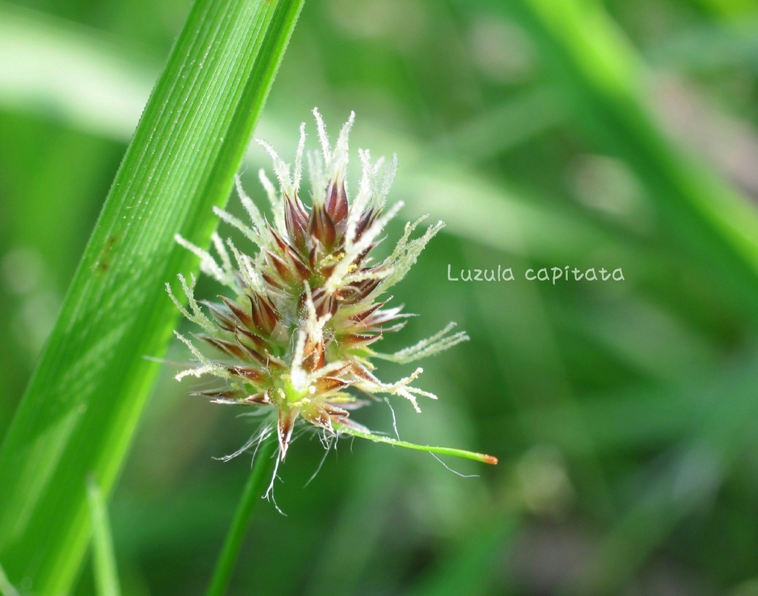 Close-up of Luzula capitata flower spike among green grass