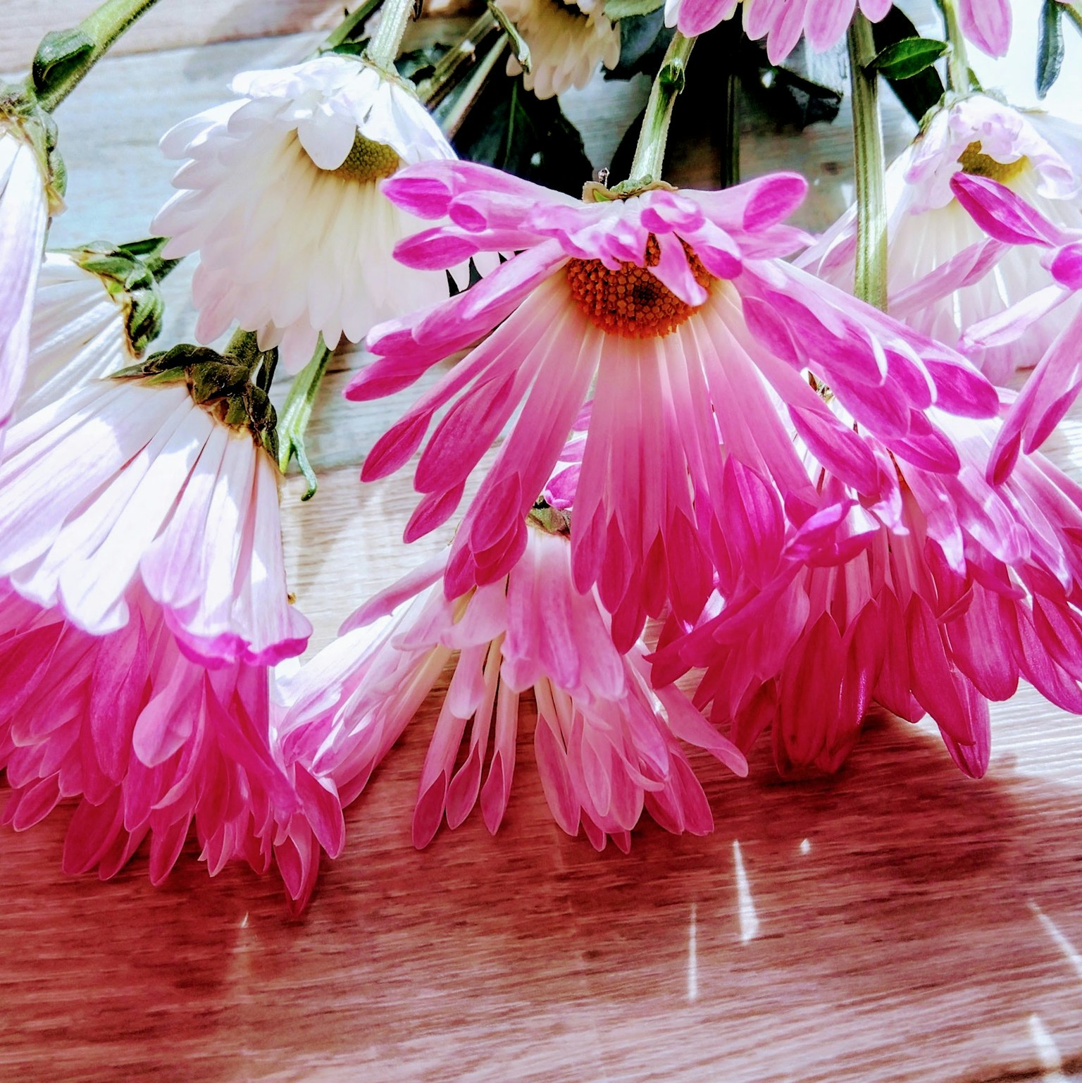 Bouquet of daisies with pink and white petals