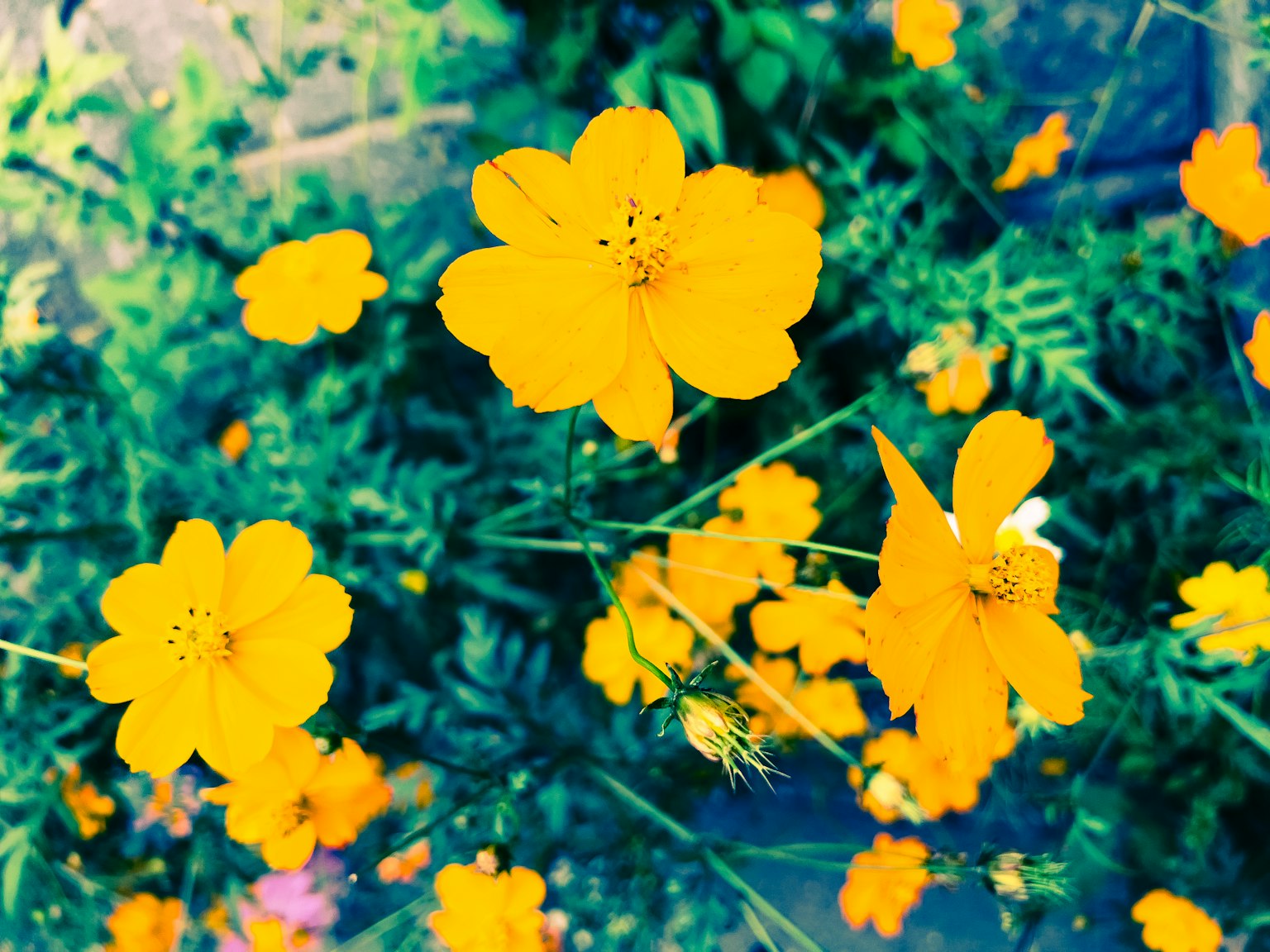 Flores naranjas vibrantes floreciendo en un jardín