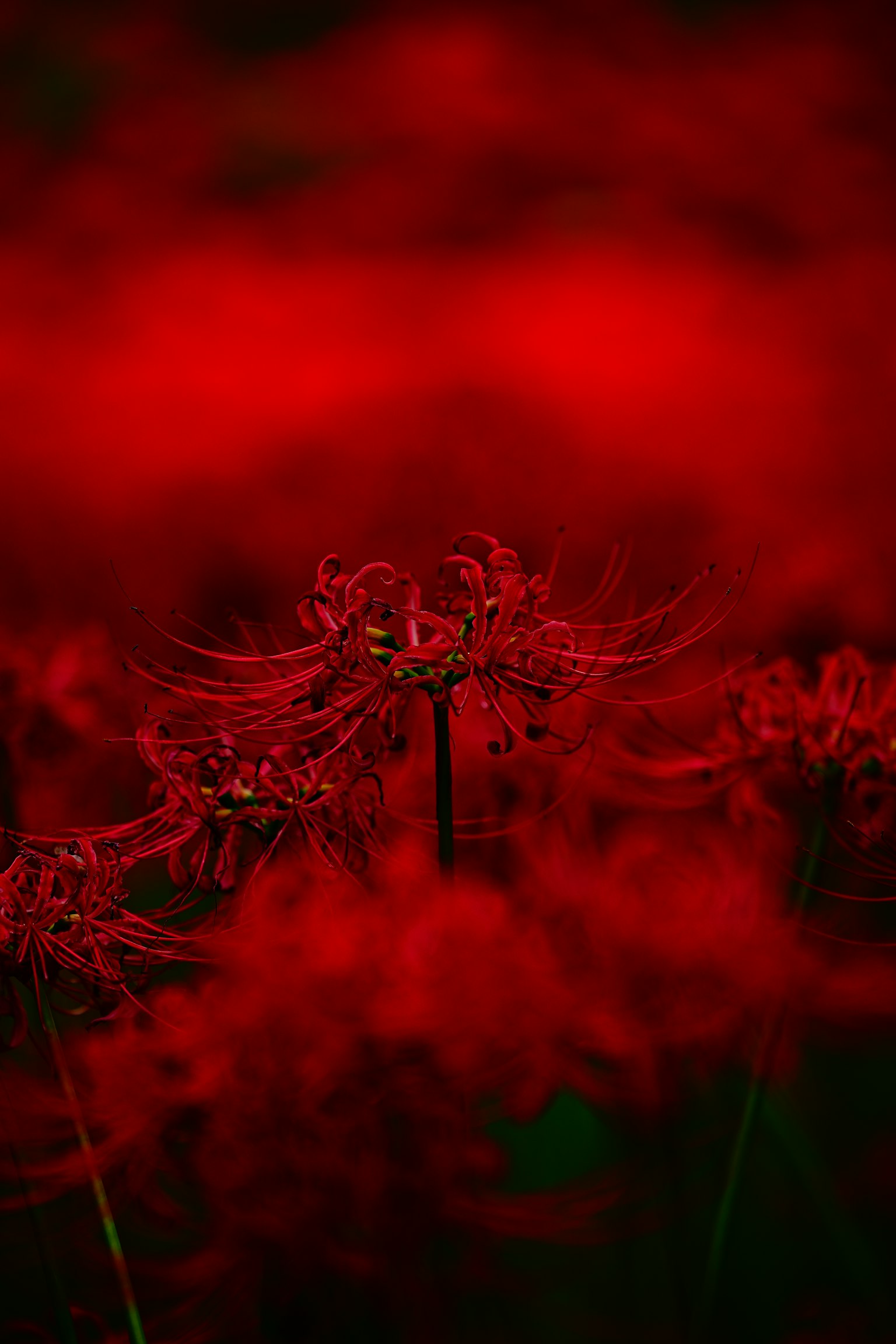 Cận cảnh hoa ly nhện đỏ với nền đỏ mờ