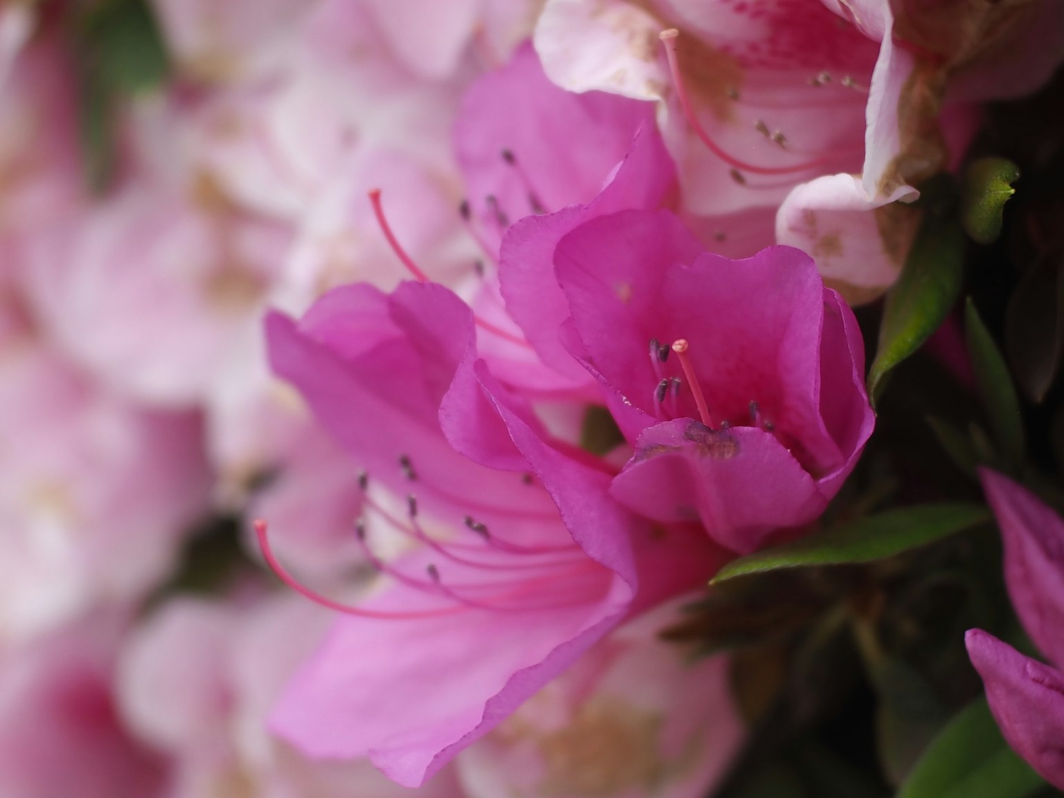 Close-up of vibrant pink flowers in bloom