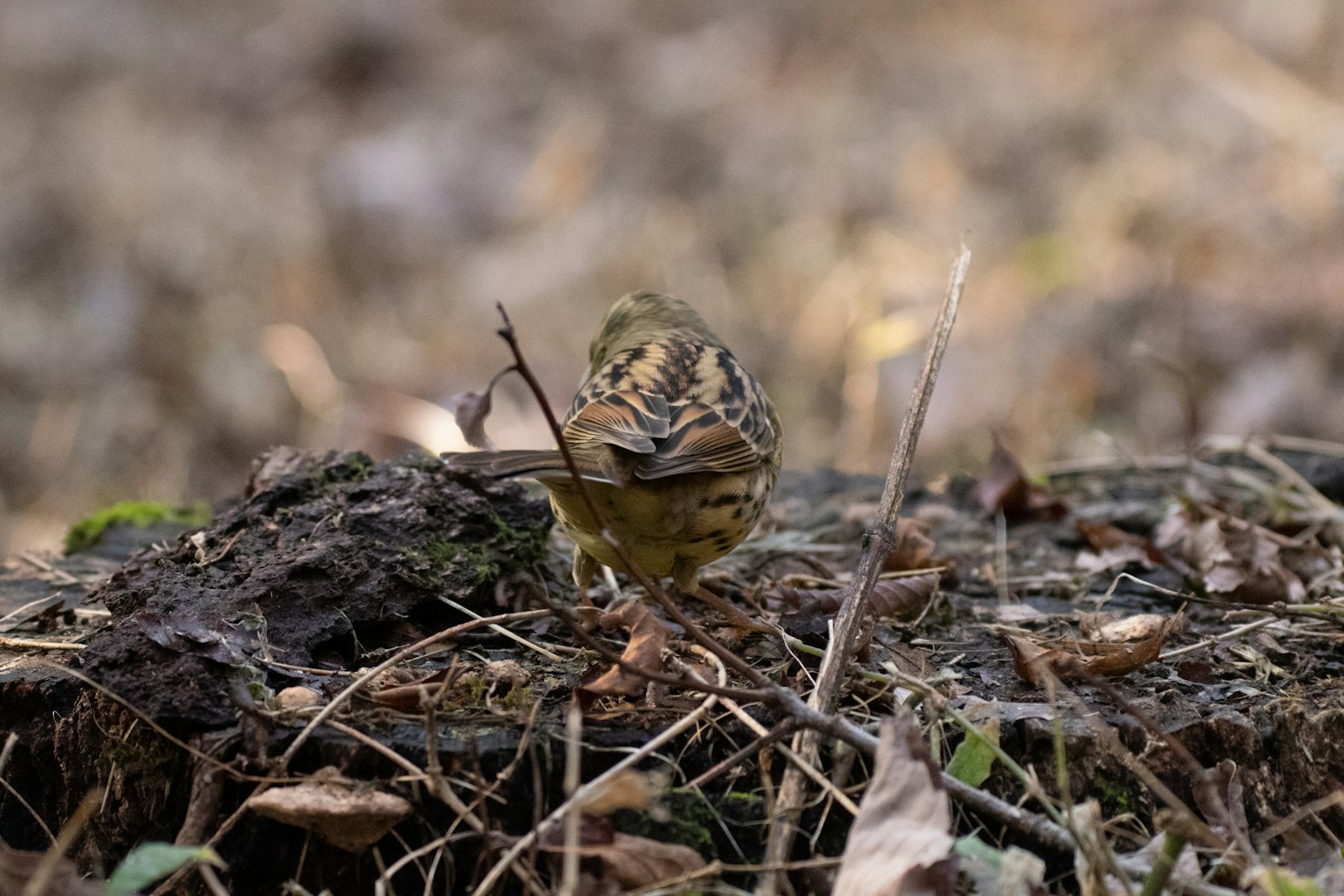 Un oiseau debout sur des feuilles avec son dos visible dans un cadre naturel