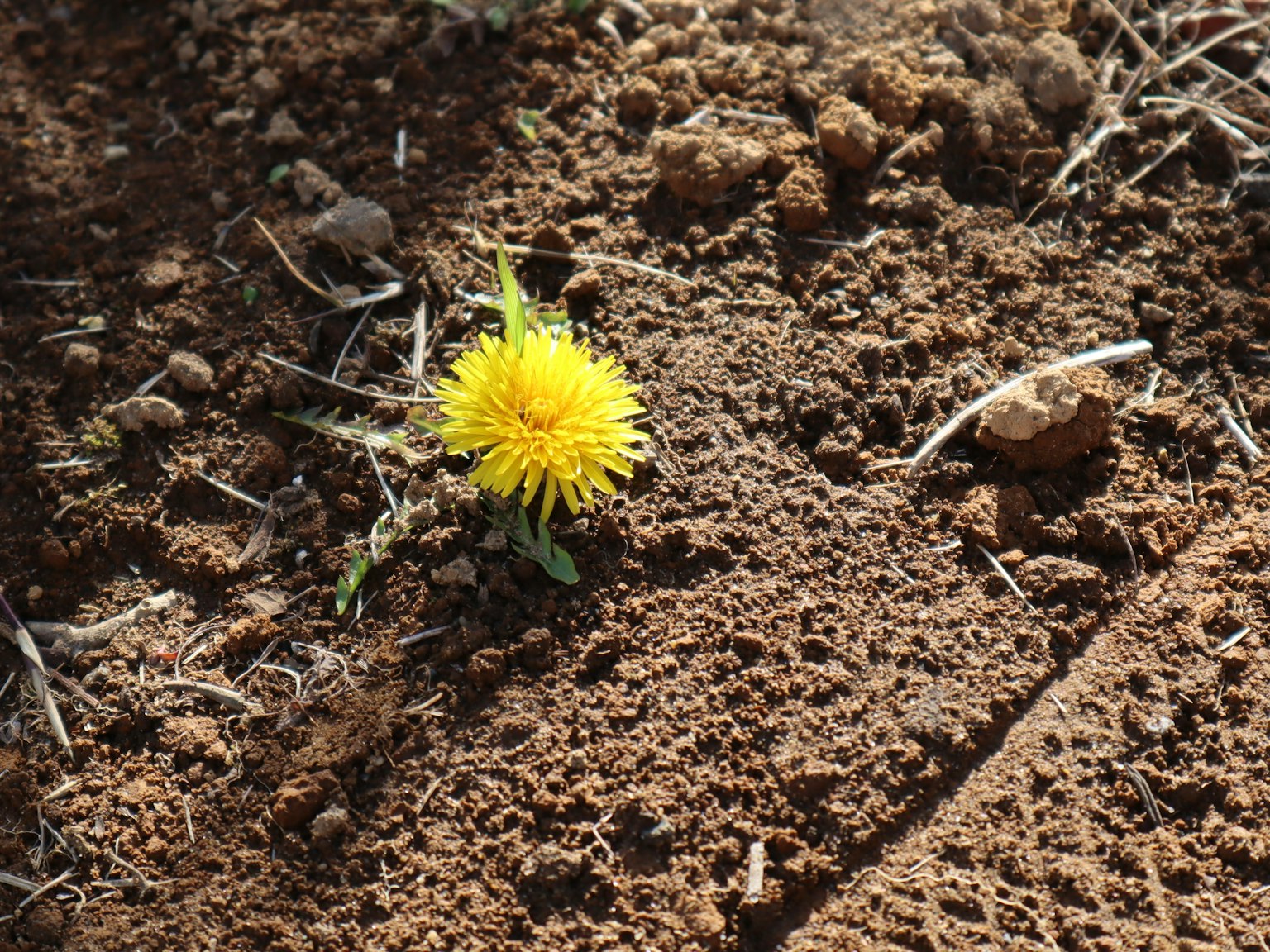 Yellow flower blooming from the soil