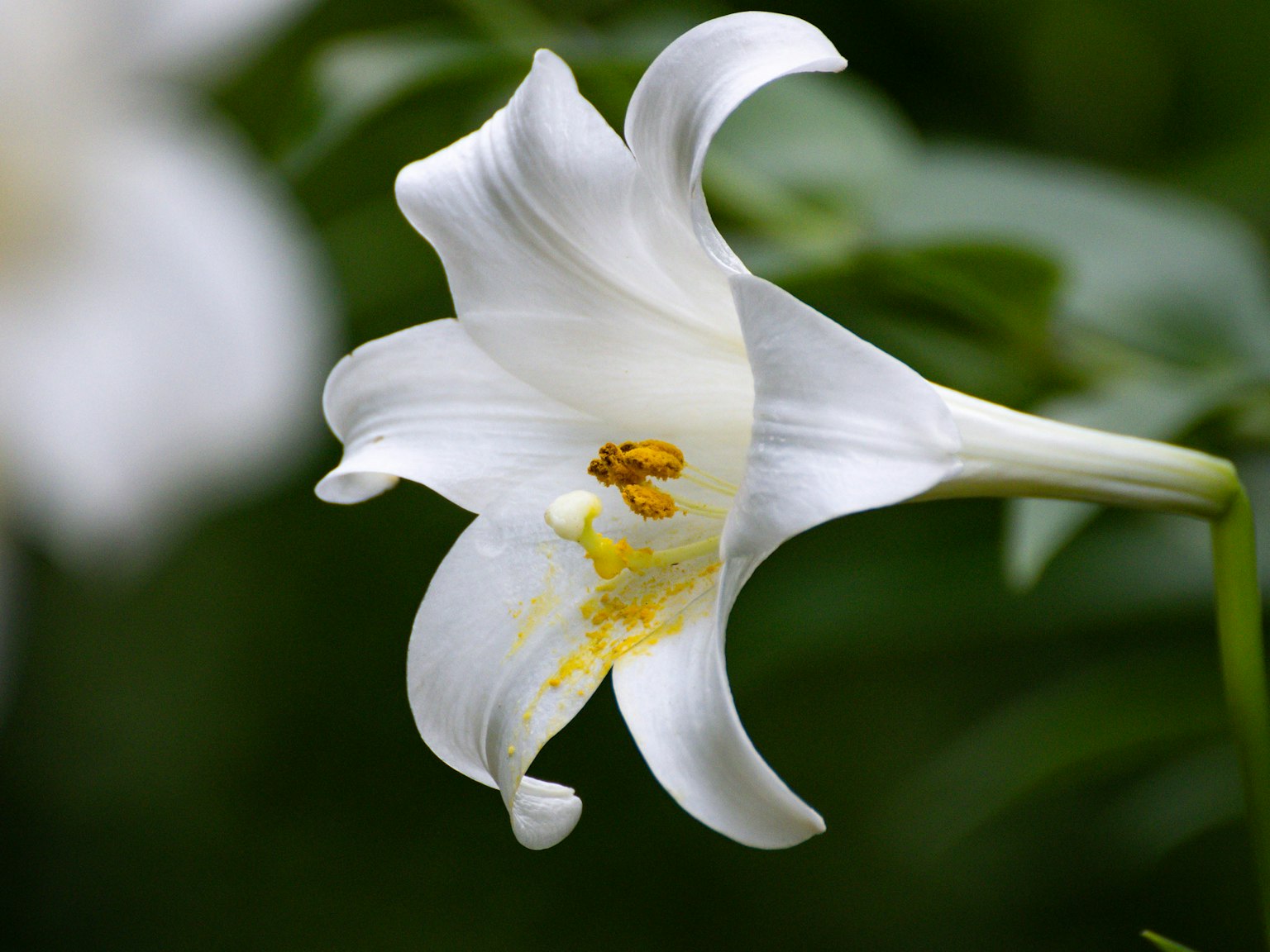 Acercamiento de una flor de lirio blanco con polen amarillo sobre fondo verde