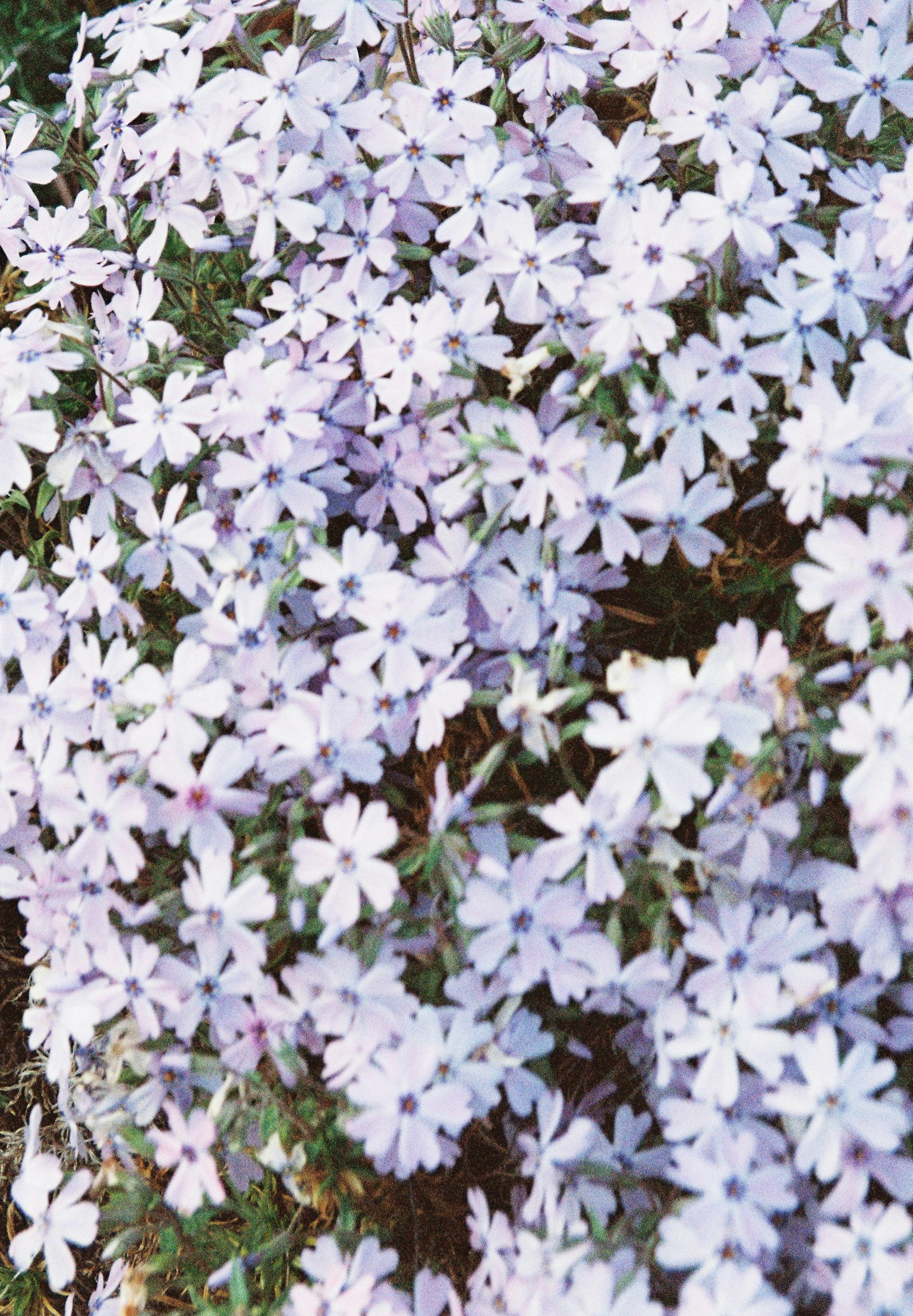 Denso gruppo di fiori viola chiaro in fiore