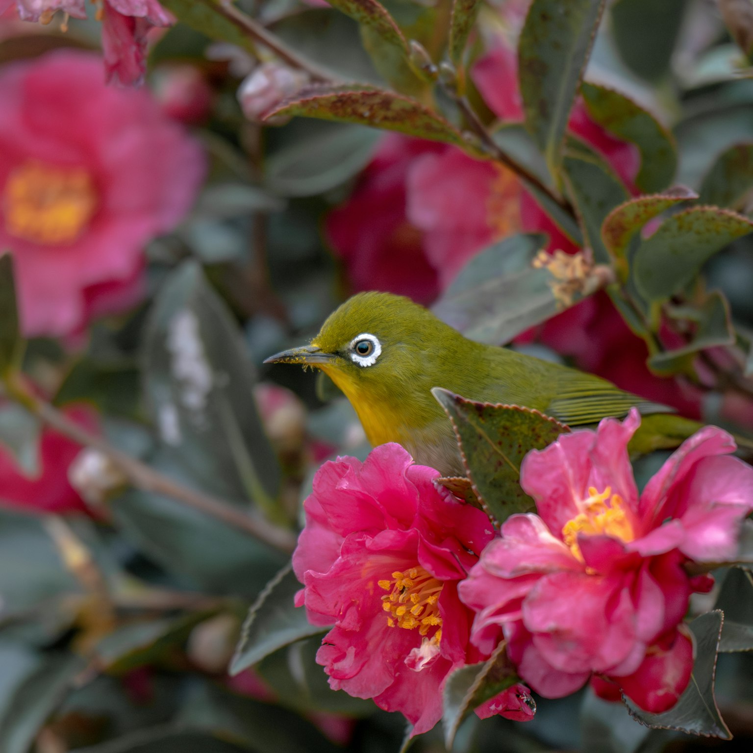 Ein grüner Vogel sitzt zwischen rosa Blumen
