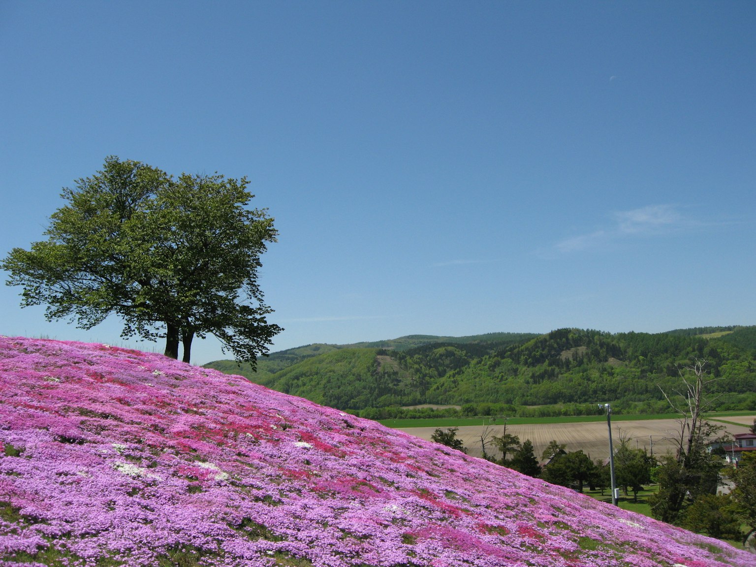 Green hill with blooming pink flowers and blue sky