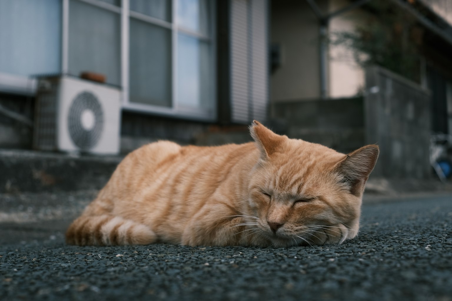 Kucing oranye tidur di jalan
