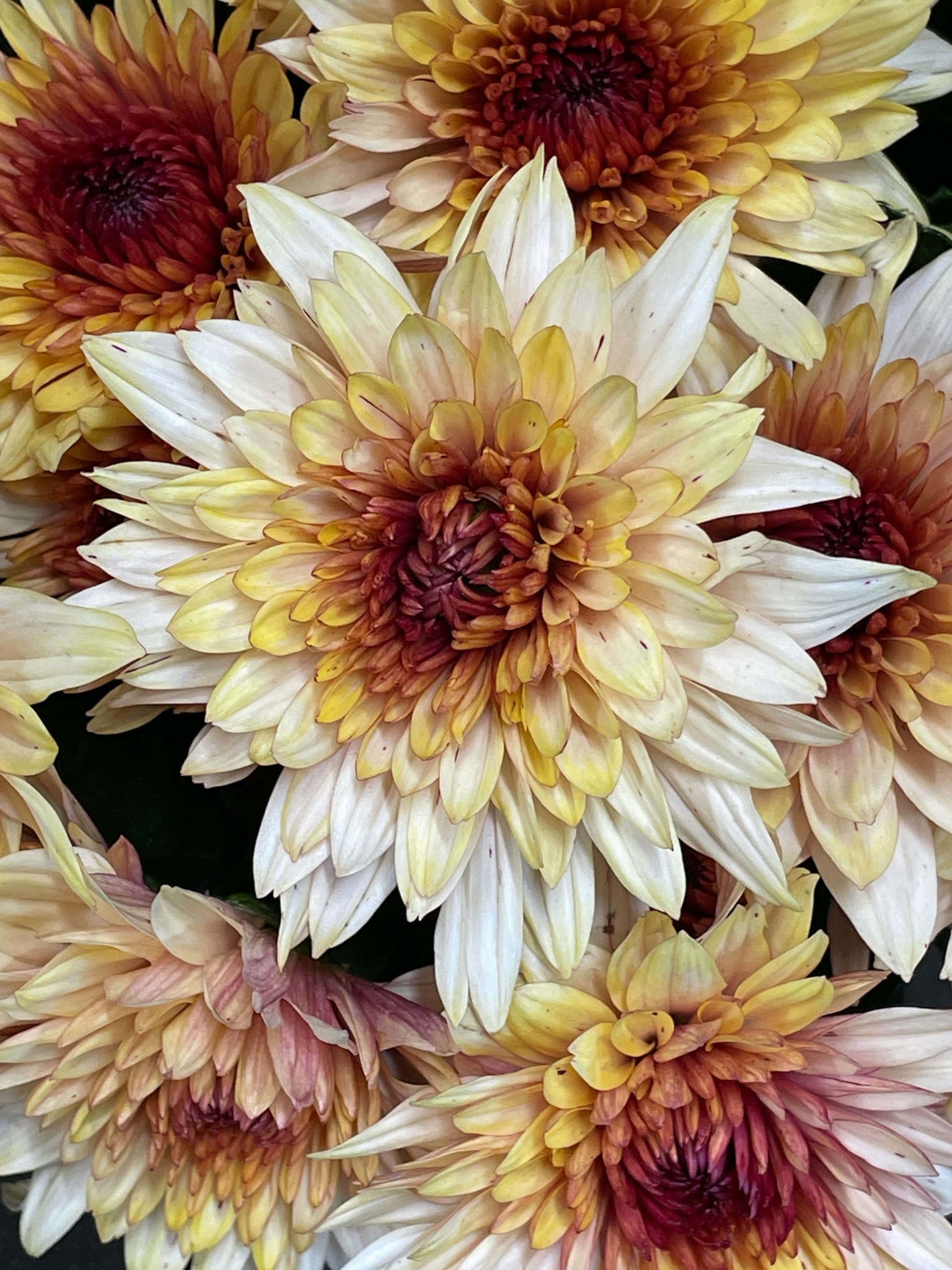 Un hermoso ramo de flores coloridas con pétalos intrincados