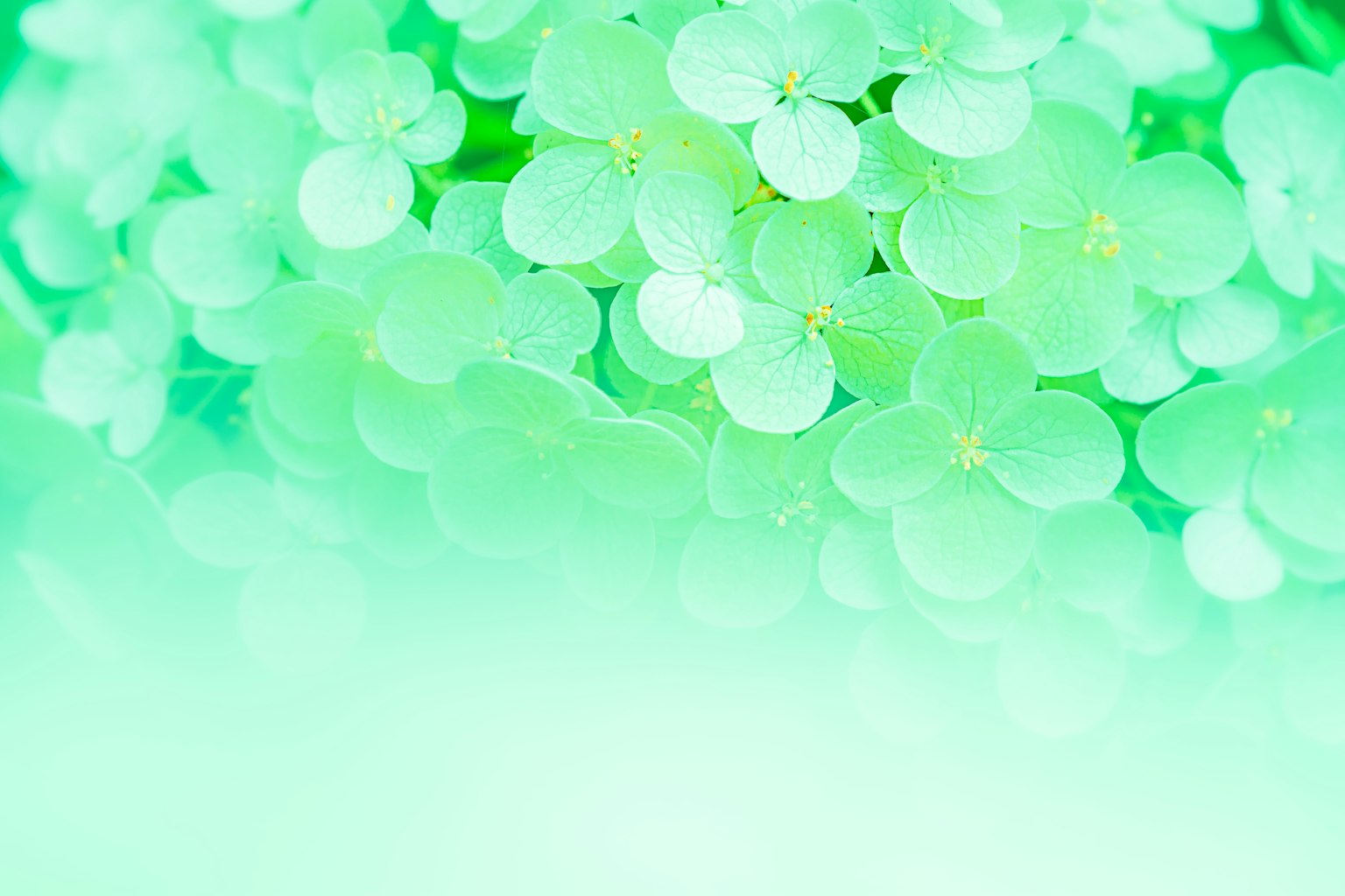 淡い緑の花びらが重なり合う美しい背景