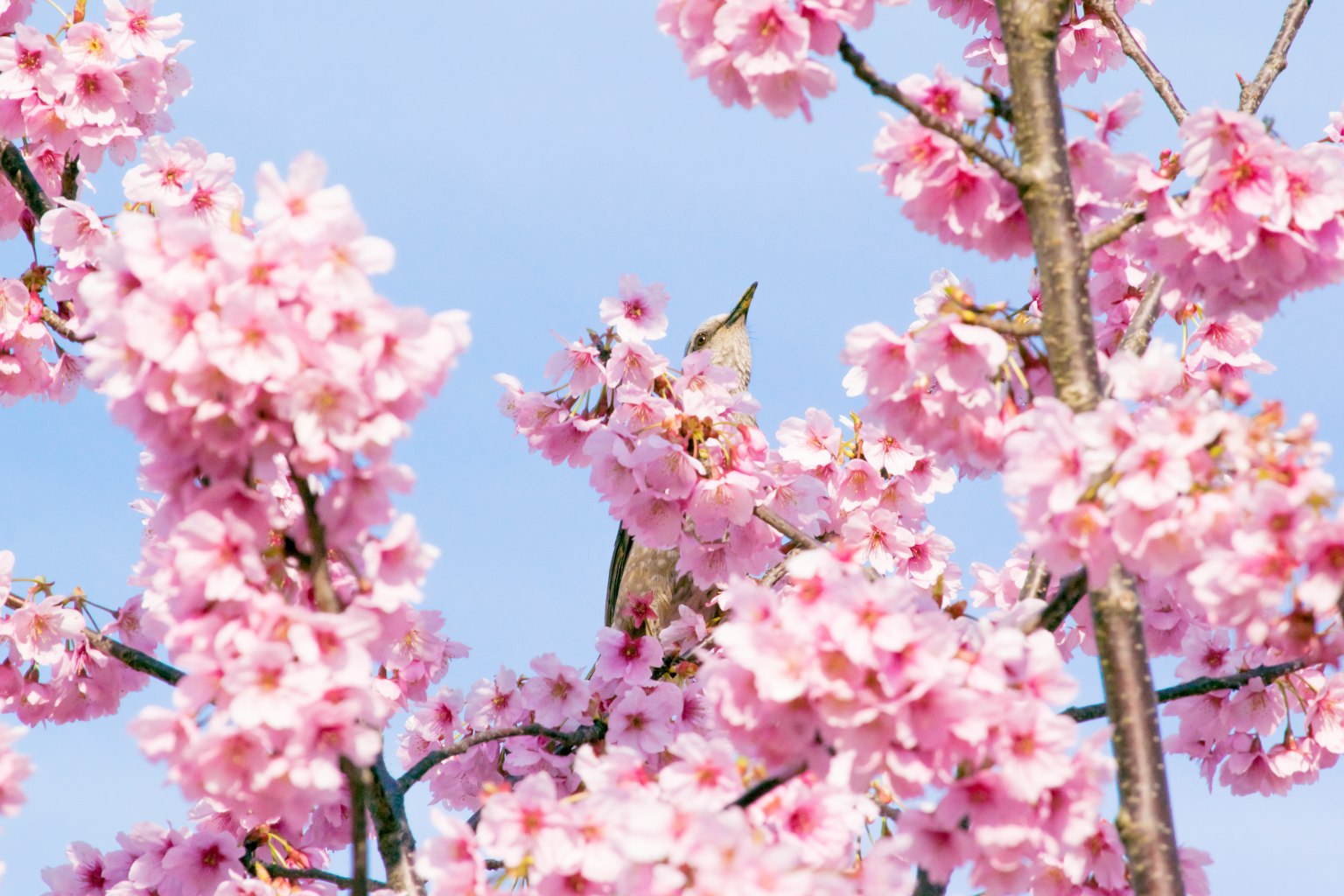 Una bella scena di alberi di ciliegio in fiore con un piccolo uccello nascosto tra i fiori