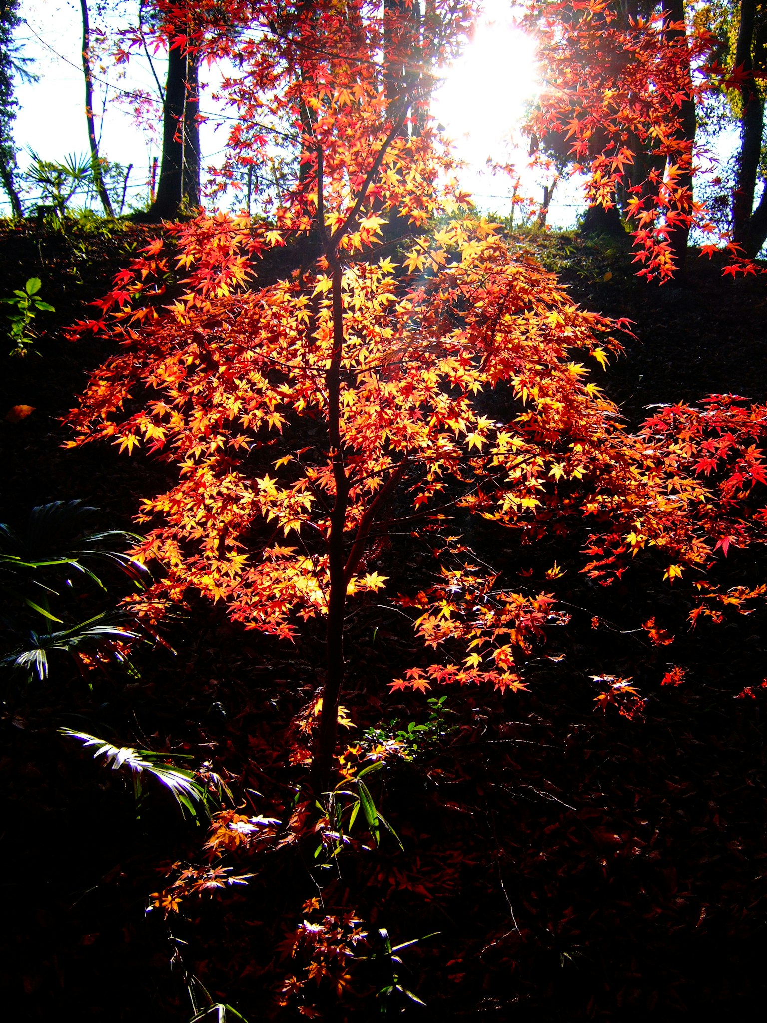 Ein kleiner Baum mit lebhaften Herbstblättern, die von Sonnenlicht beleuchtet werden