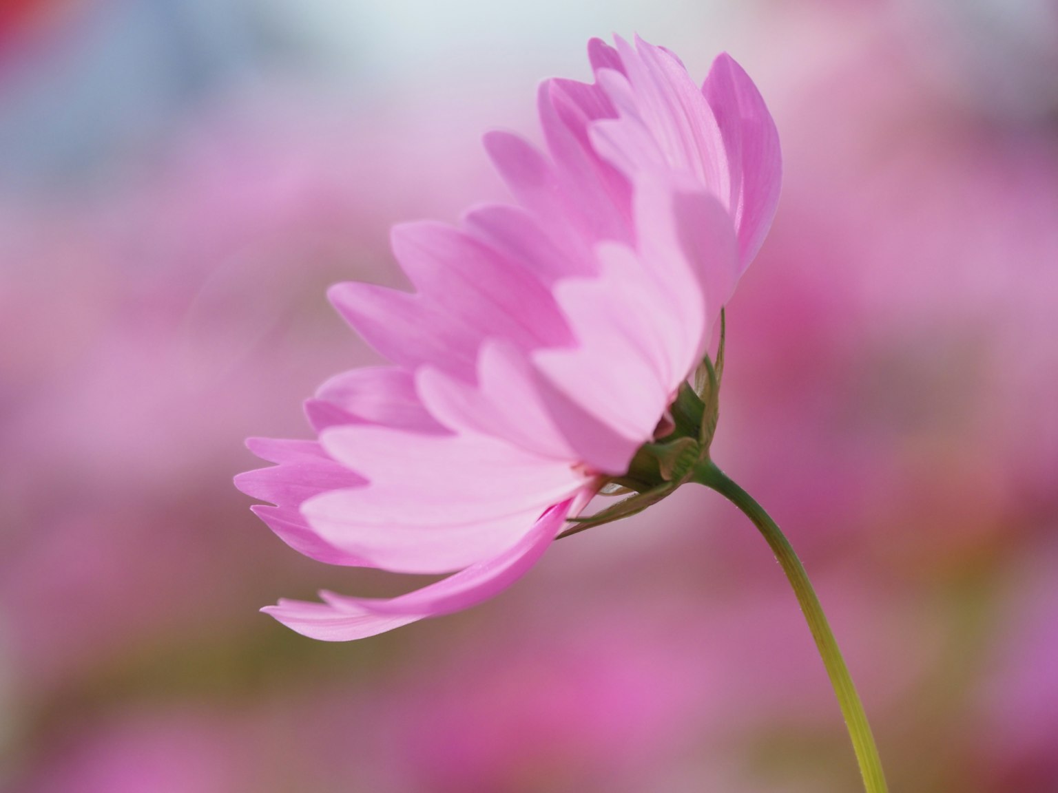 Một bông hoa hồng nở rộ đẹp mắt trên nền mềm mại