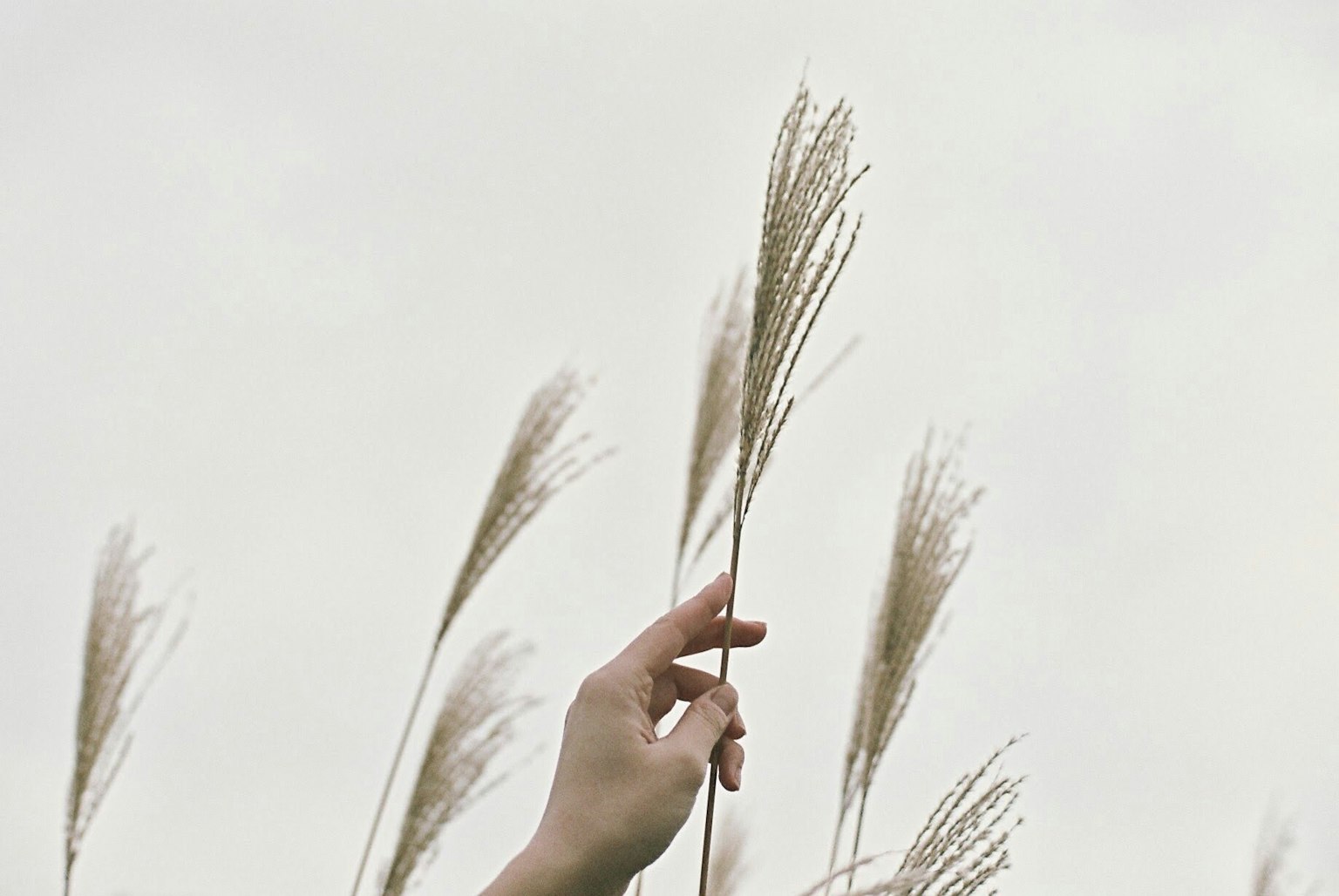Close-up of a hand holding a spike of grass against a light background
