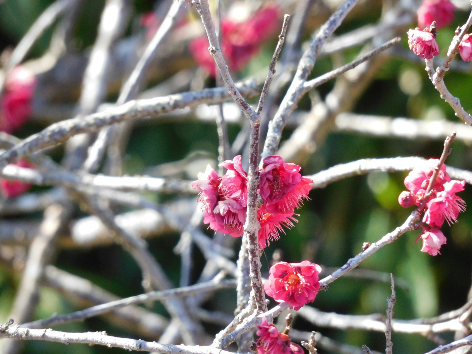 Bunga pink cerah mekar di cabang pohon