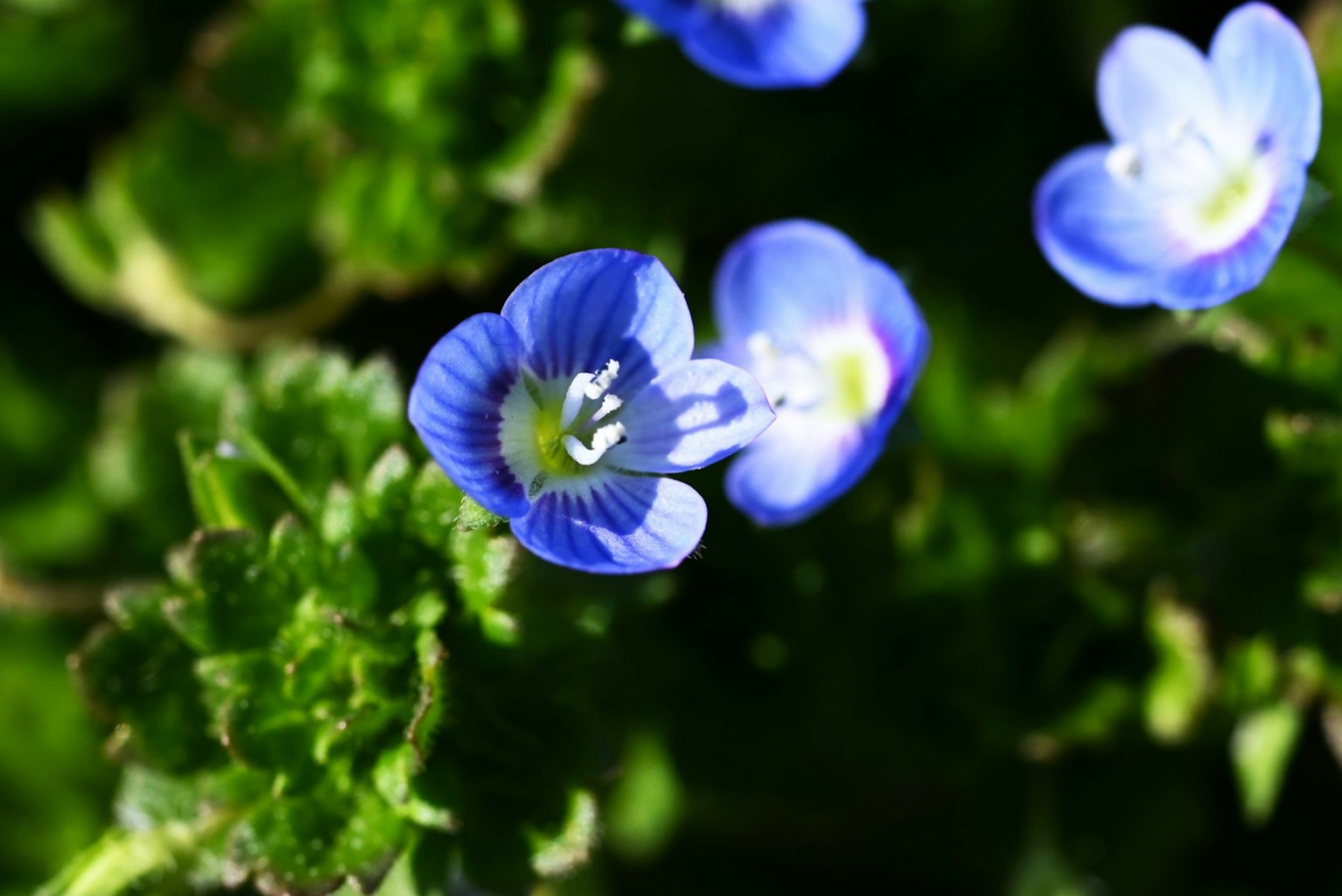 Primo piano di fiori blu con foglie verdi