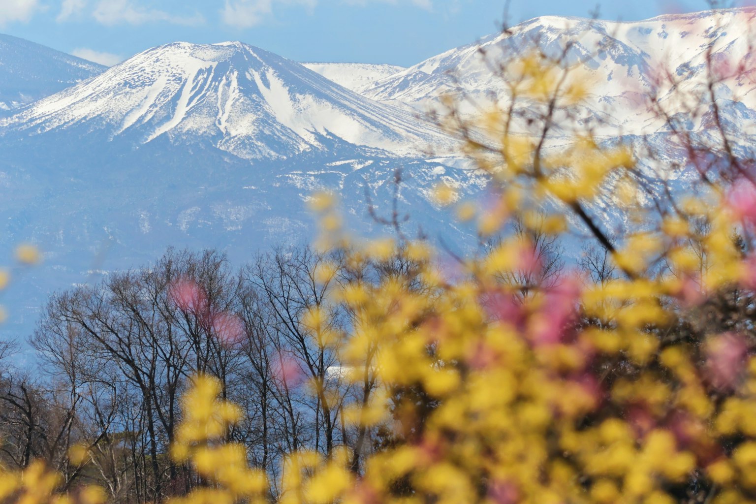 Montagnes enneigées avec des fleurs printanières en avant-plan