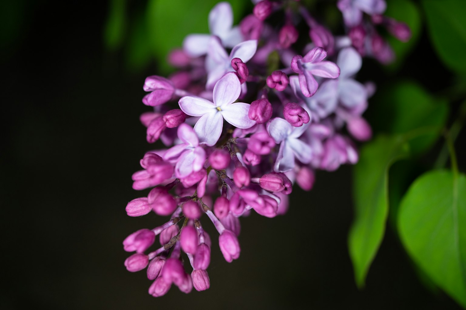 Un grappolo di fiori di lillà in tonalità di viola e bianco circondato da foglie verdi