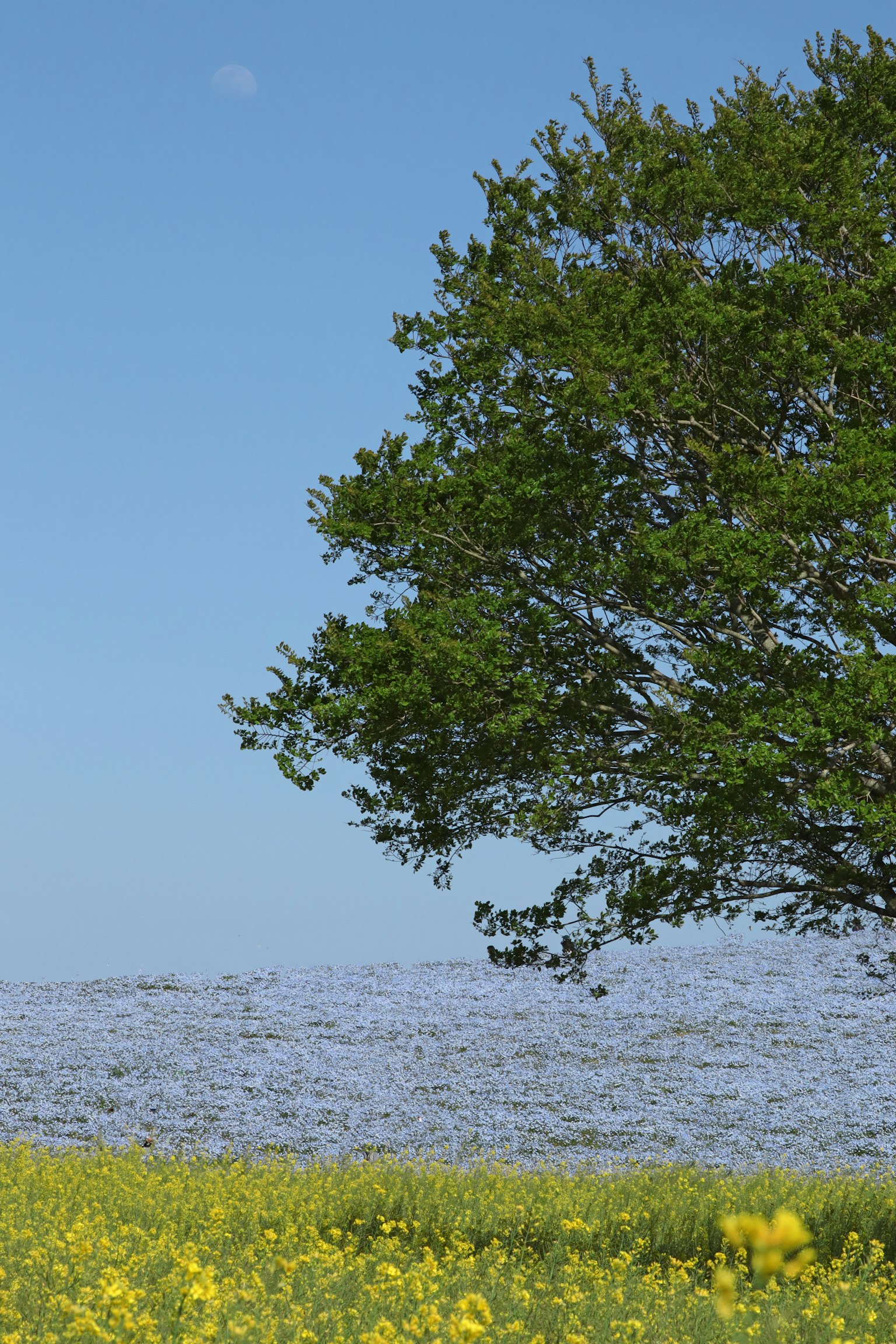 Un árbol junto a un campo de flores amarillas bajo un cielo azul