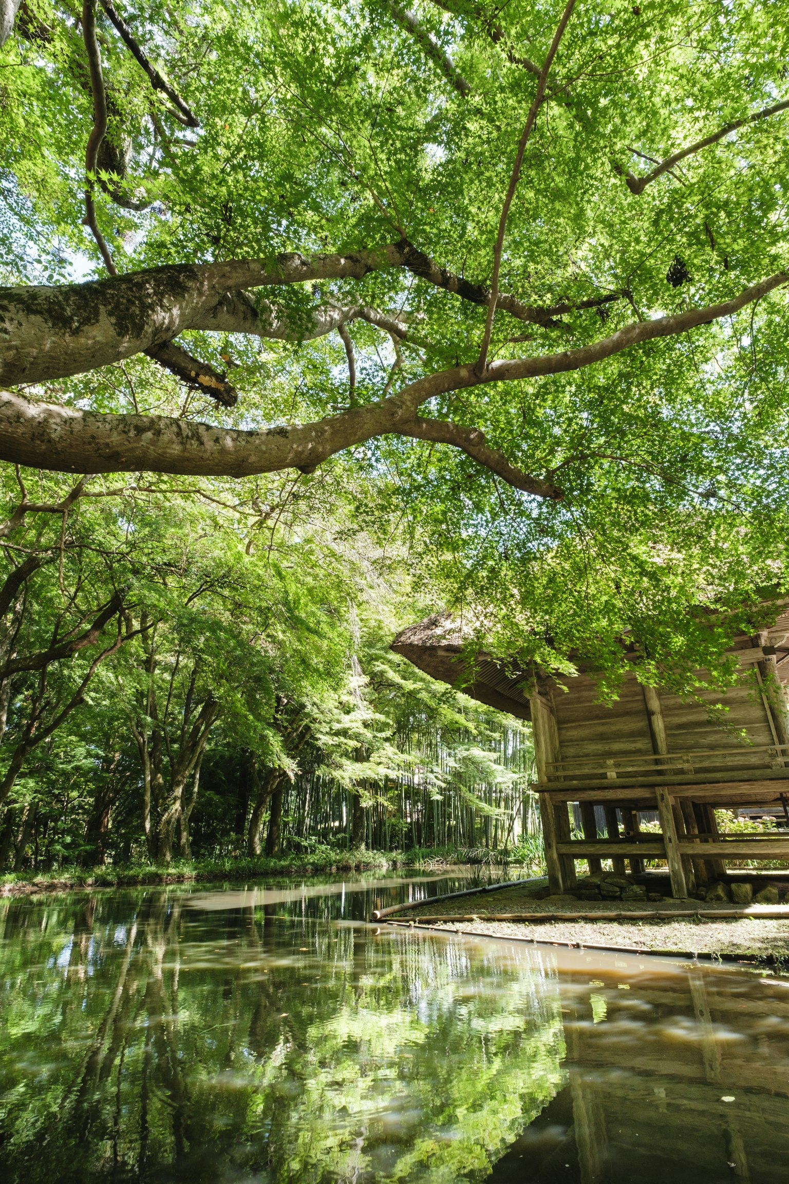 Struttura in legno sotto alberi verdi che si riflette in acqua calma