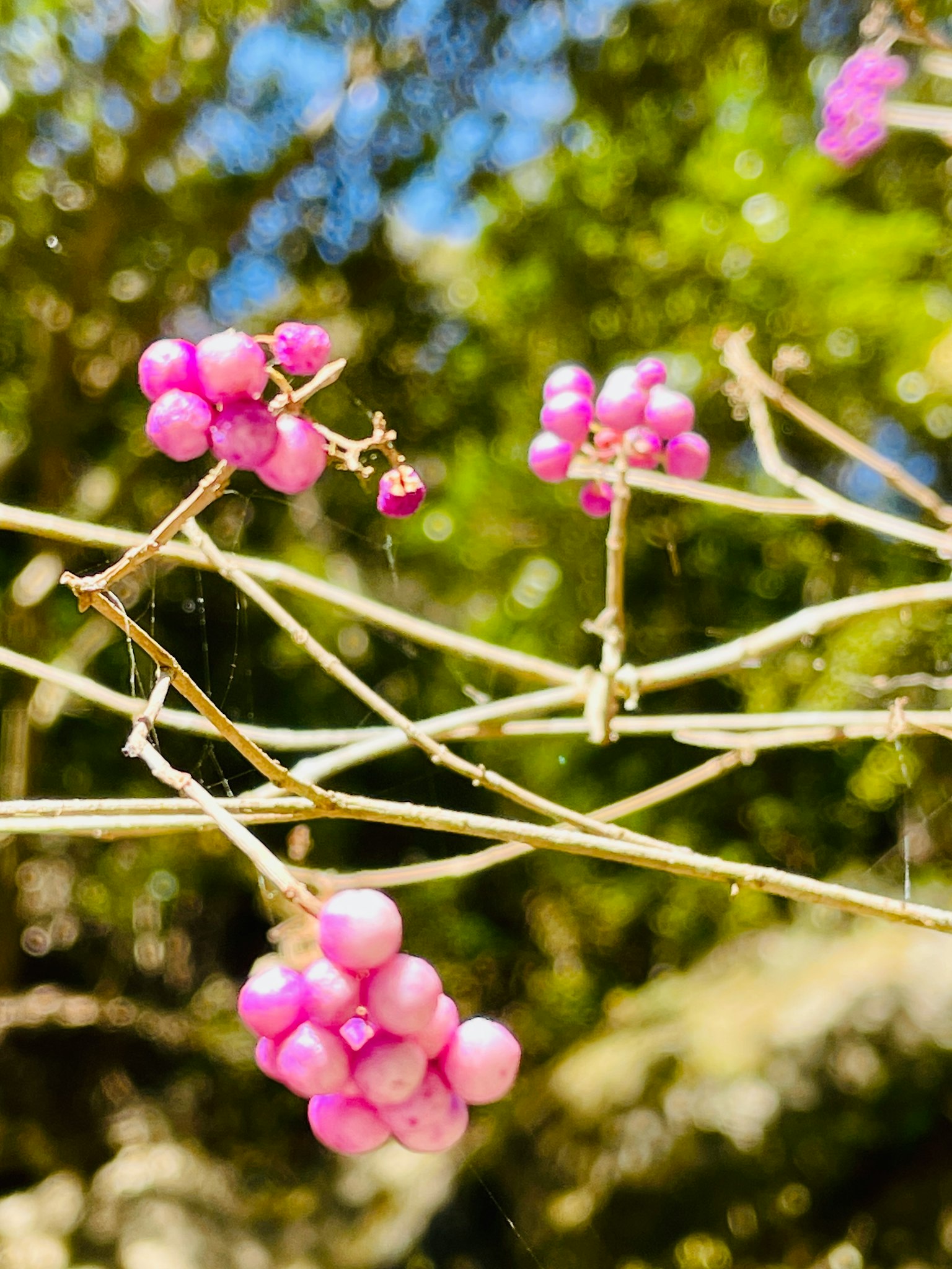 Thin branches with pink berries under a blue sky