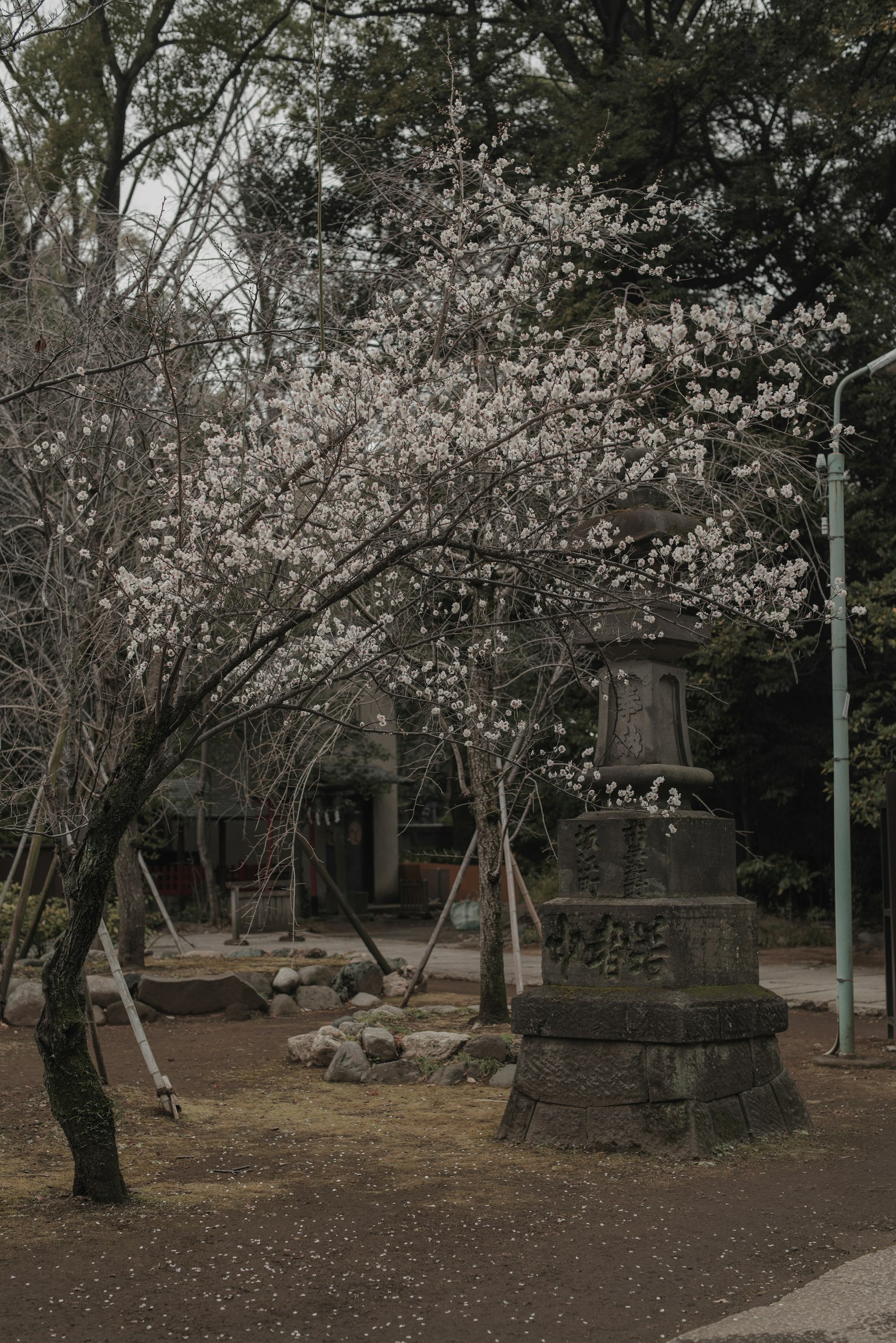 A park scene featuring a cherry blossom tree with white flowers and a stone monument