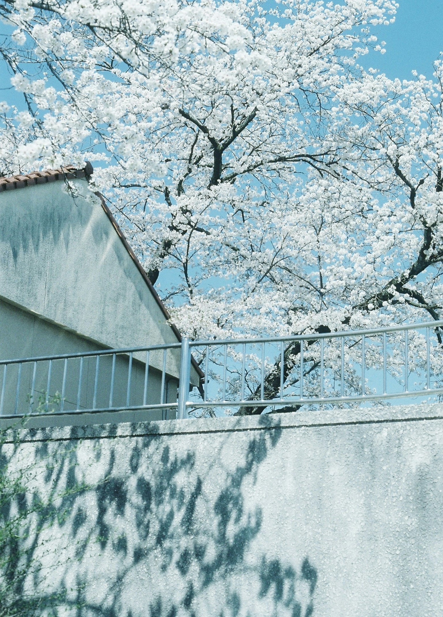 桜の枝が見えるコンクリート塀と青空の庭先