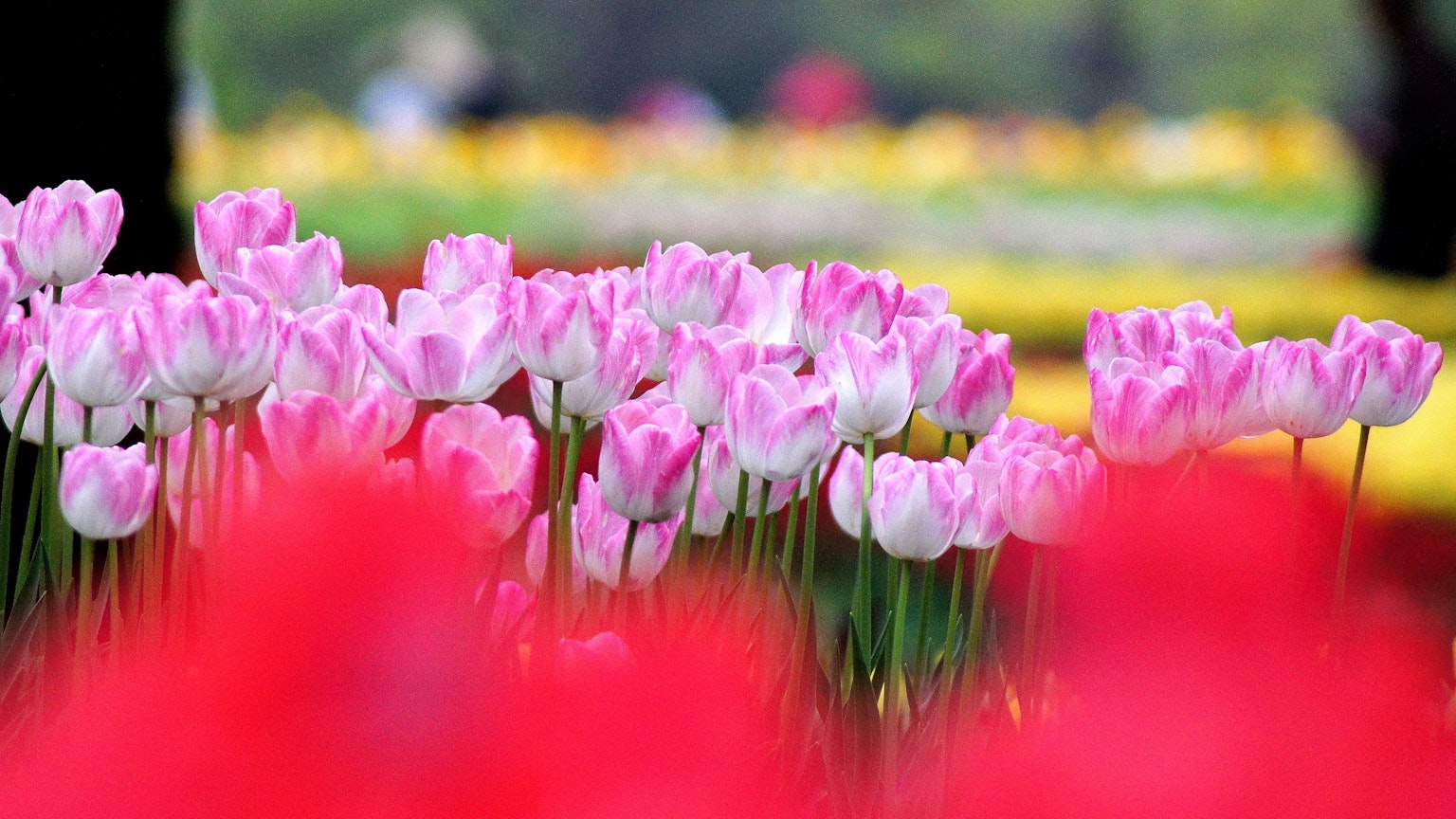 Hoa tulip hồng nở trong vườn tulip nhiều màu sắc