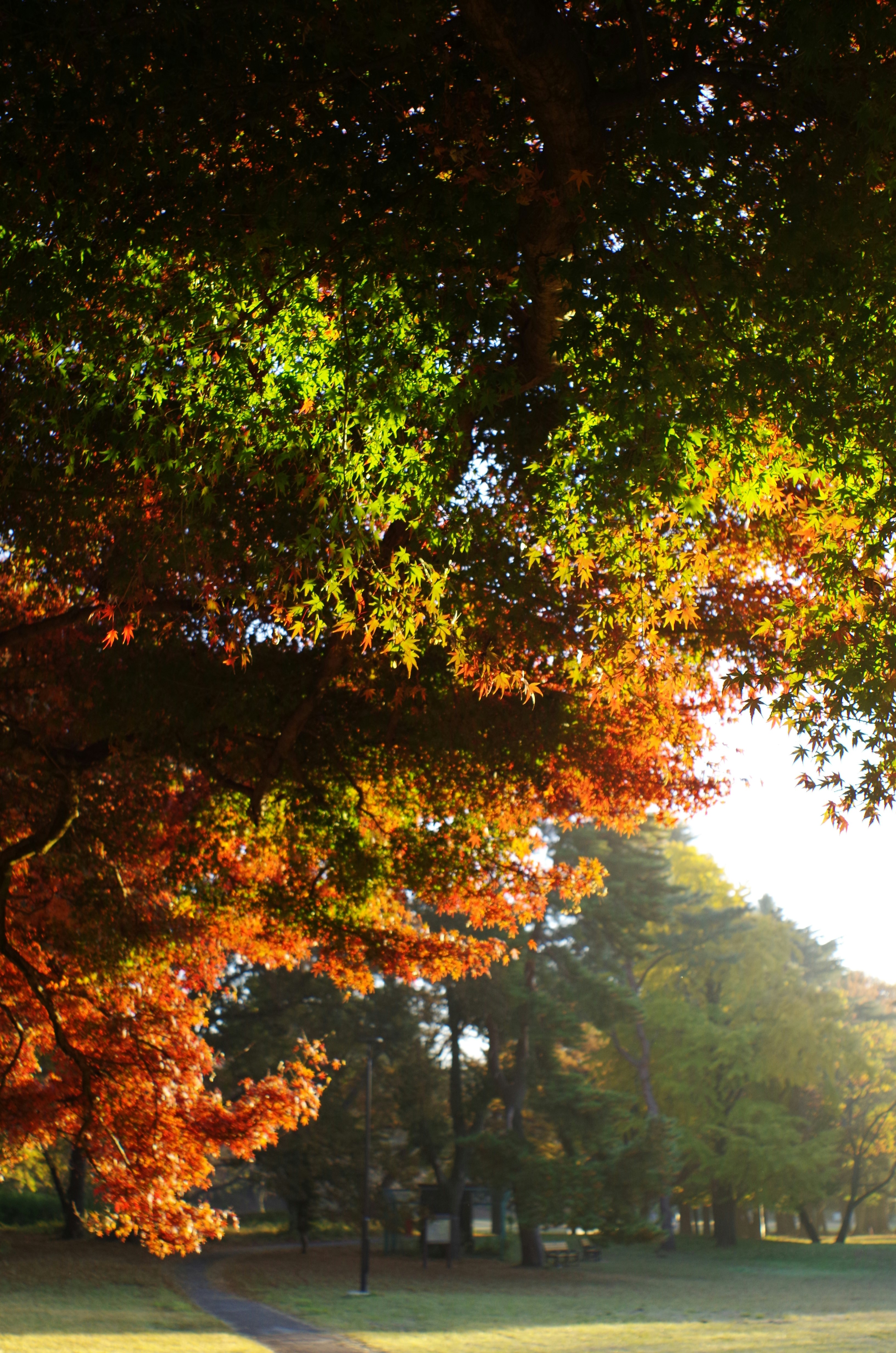 秋の木々の紅葉が差し込む公園の並木