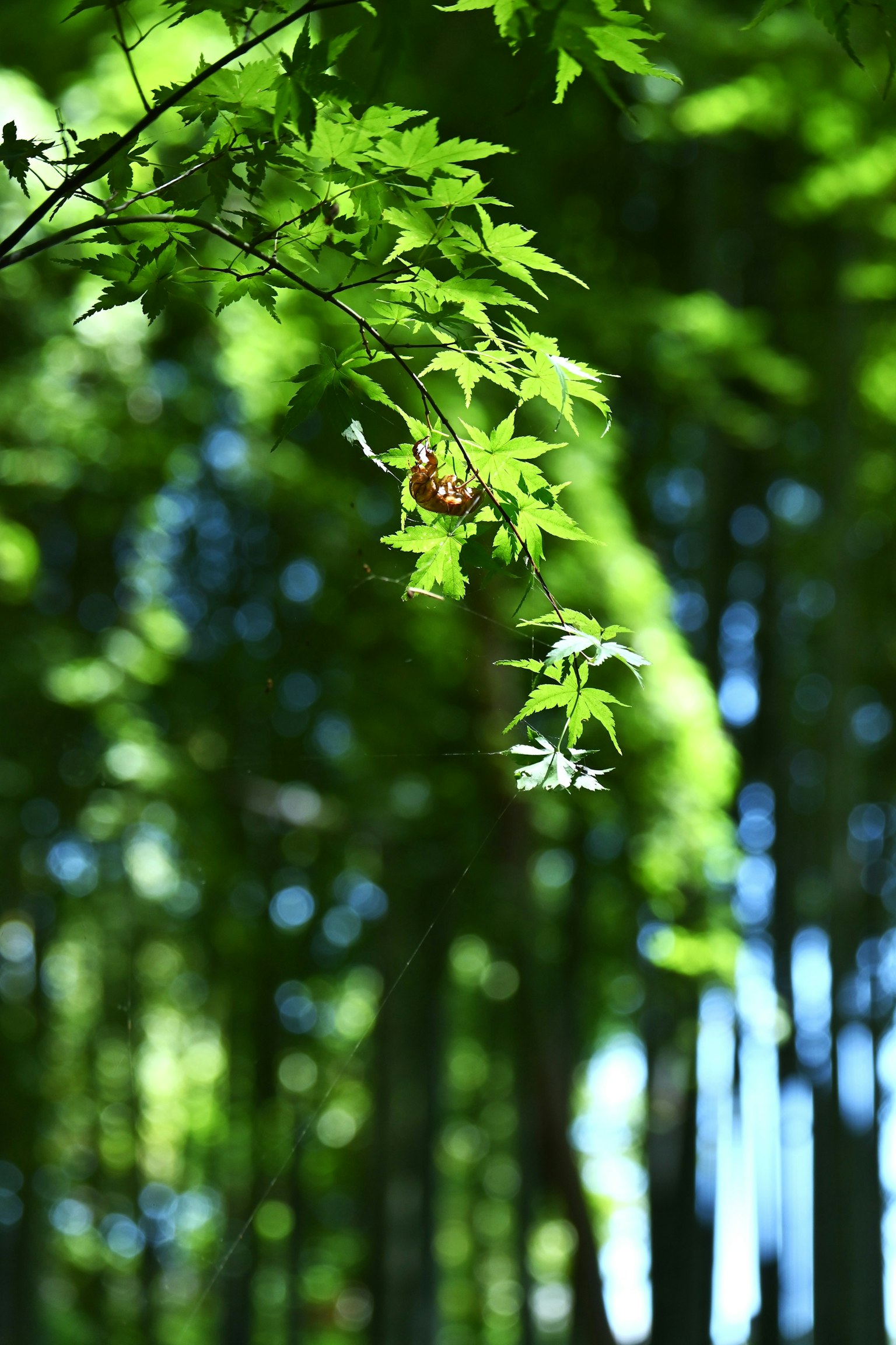綠葉特寫，背景是竹林