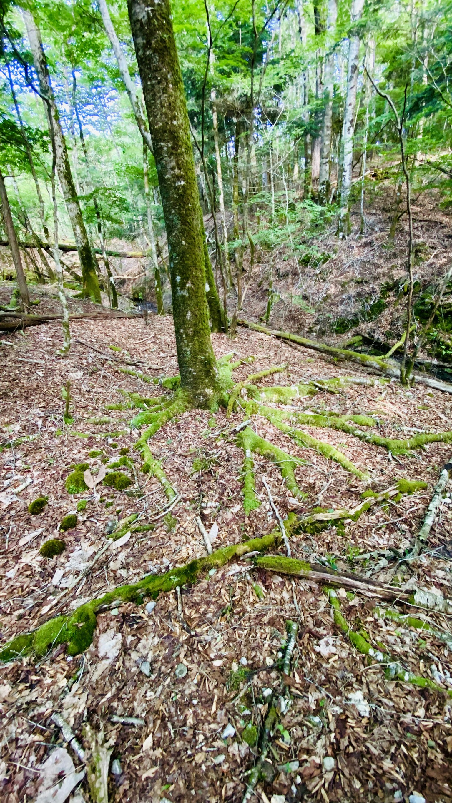 Racines d'arbre recouvertes de mousse s'étendant sur le sol de la forêt entourées d'arbres verts