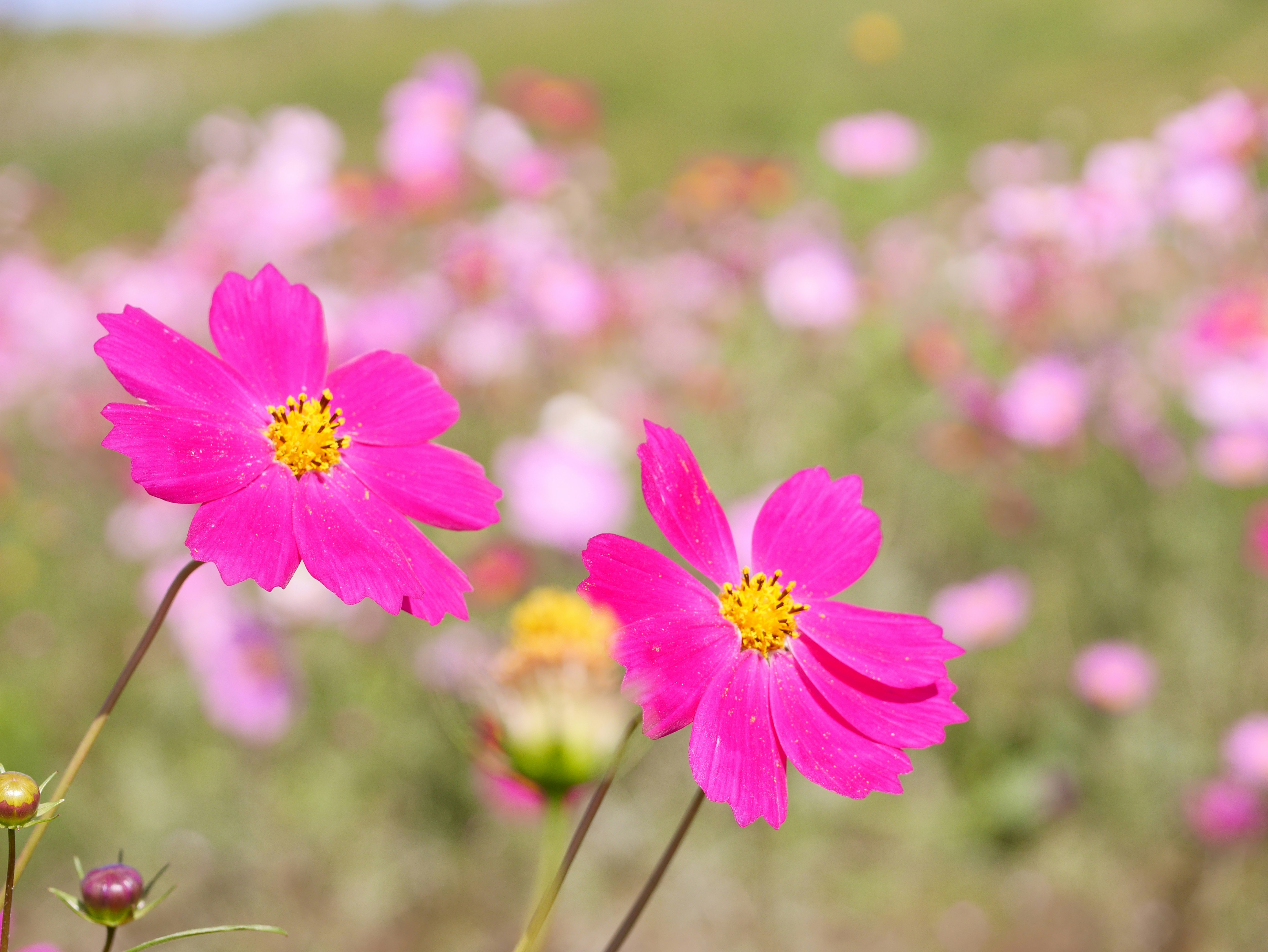 ピンクのコスモスが咲く花畑の浅い被写界深度