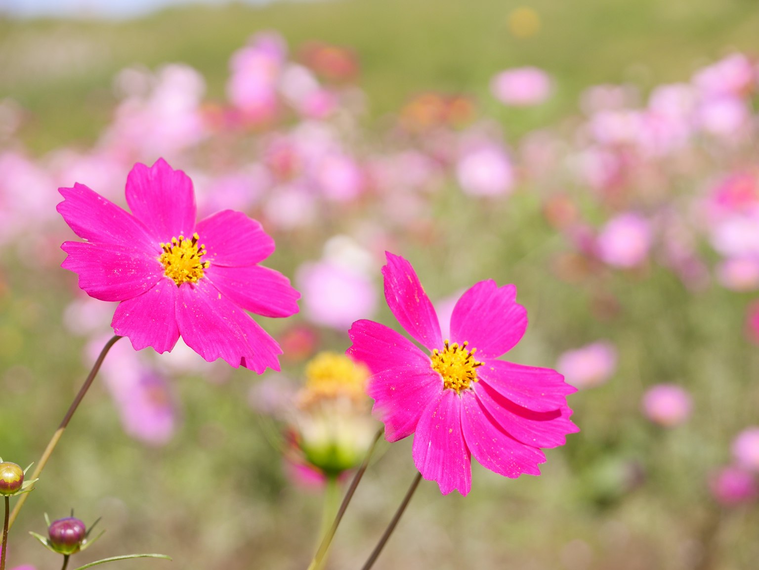 Fleurs roses vives en fleurs dans un champ