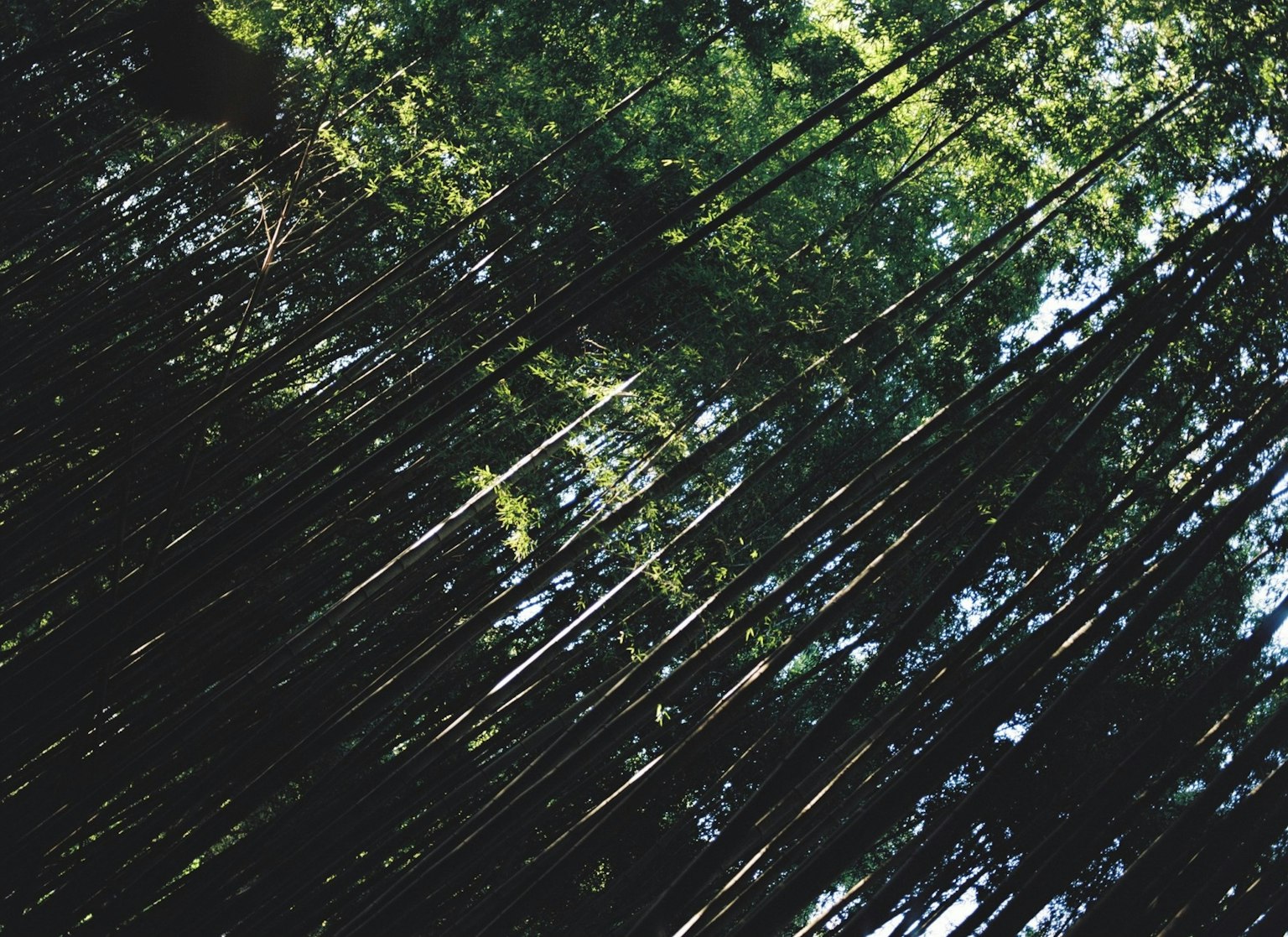 Bosque de bambú exuberante visto desde arriba con luz del sol filtrándose