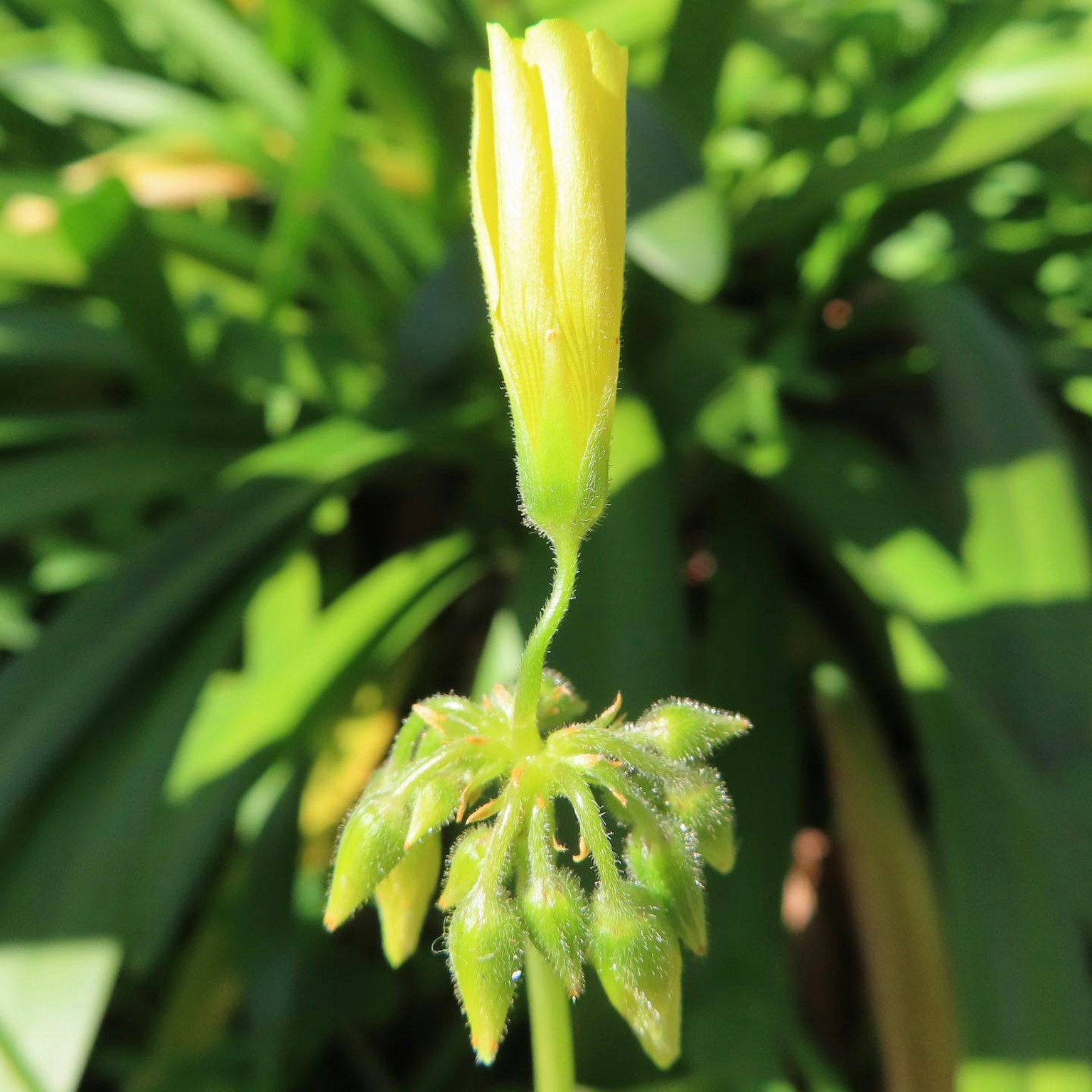 Bocciolo di fiore giallo circondato da foglie verdi