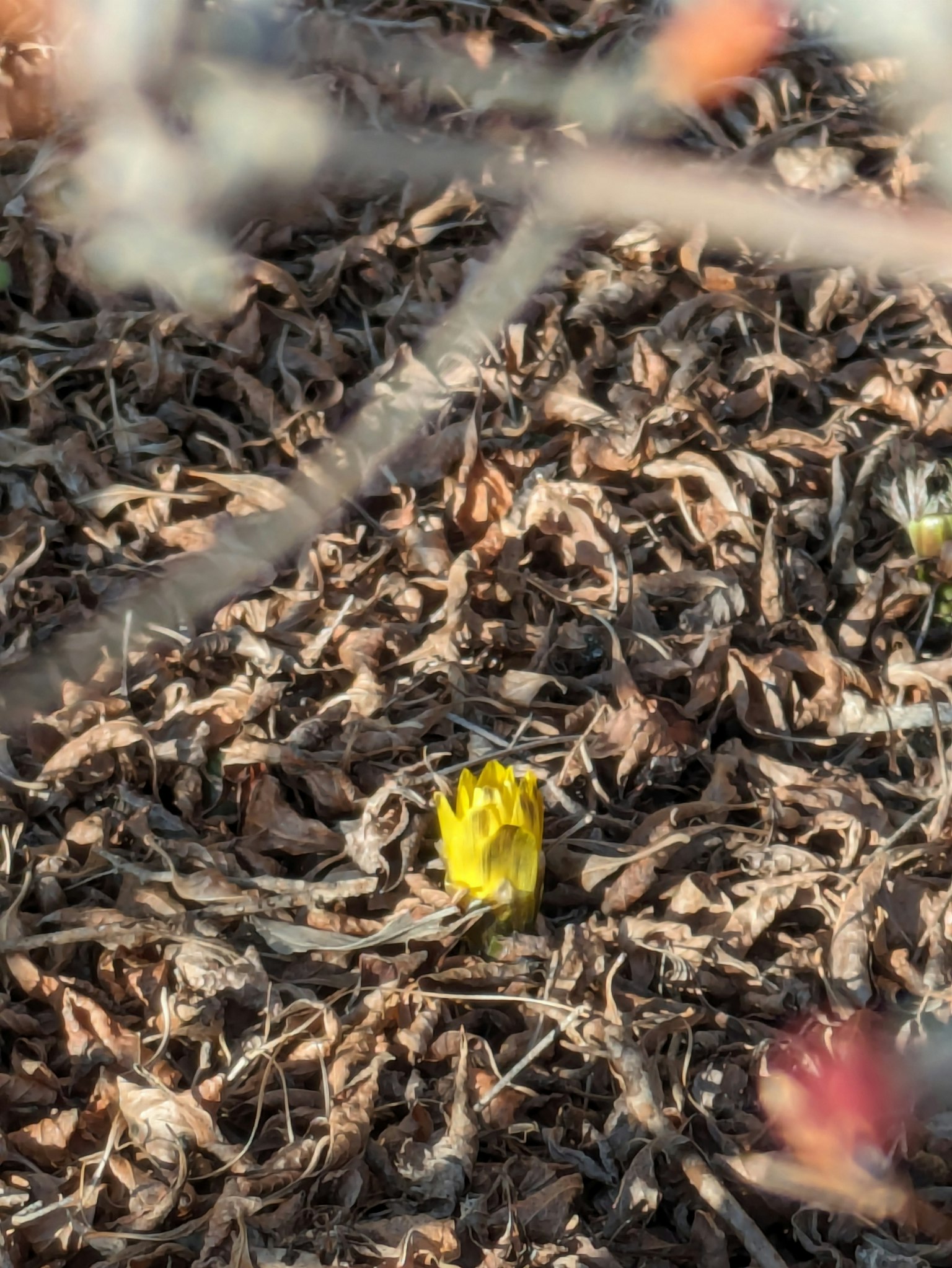 Un bocciolo di fiore giallo che emerge tra foglie secche