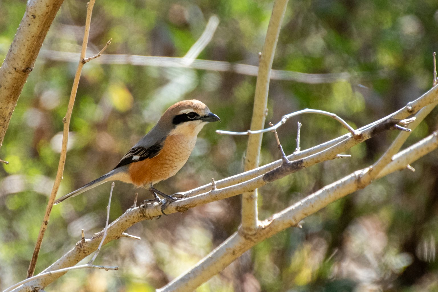 Oiseau perché sur une branche avec des plumes orange vif et des motifs noirs
