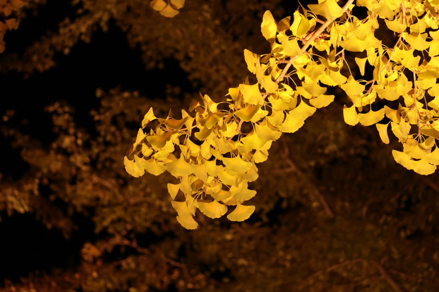 A branch with bright yellow leaves illuminated at night