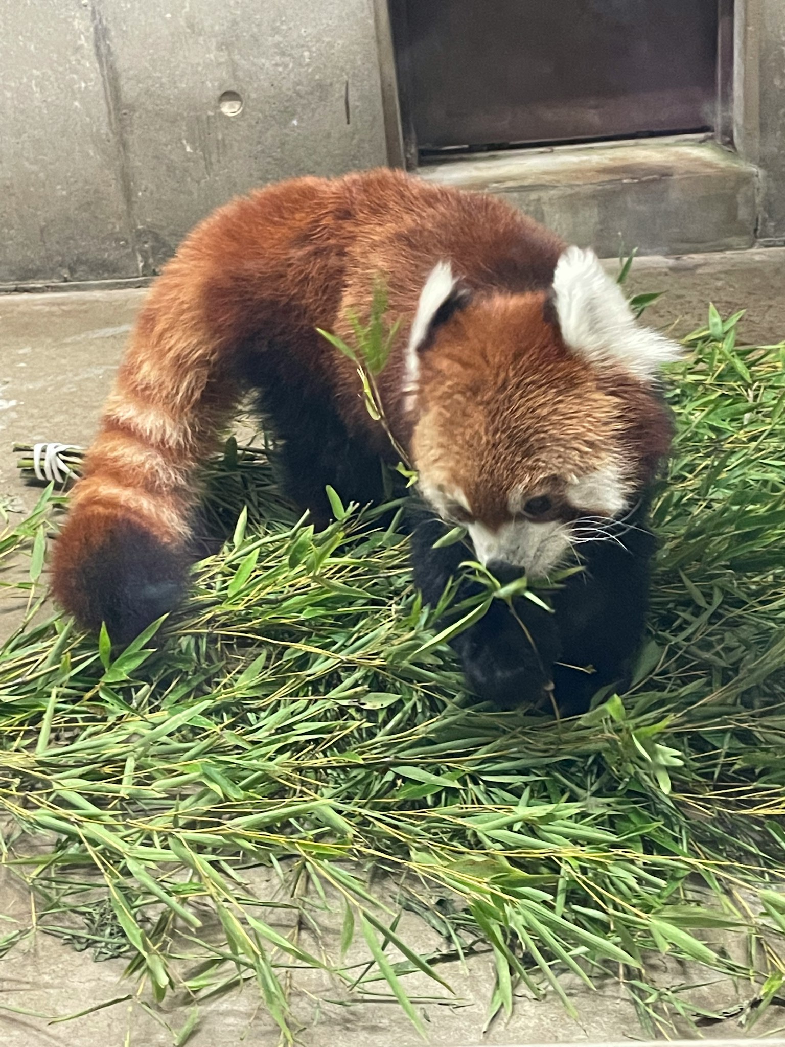 Panda rosso che mangia bambù circondato da verde