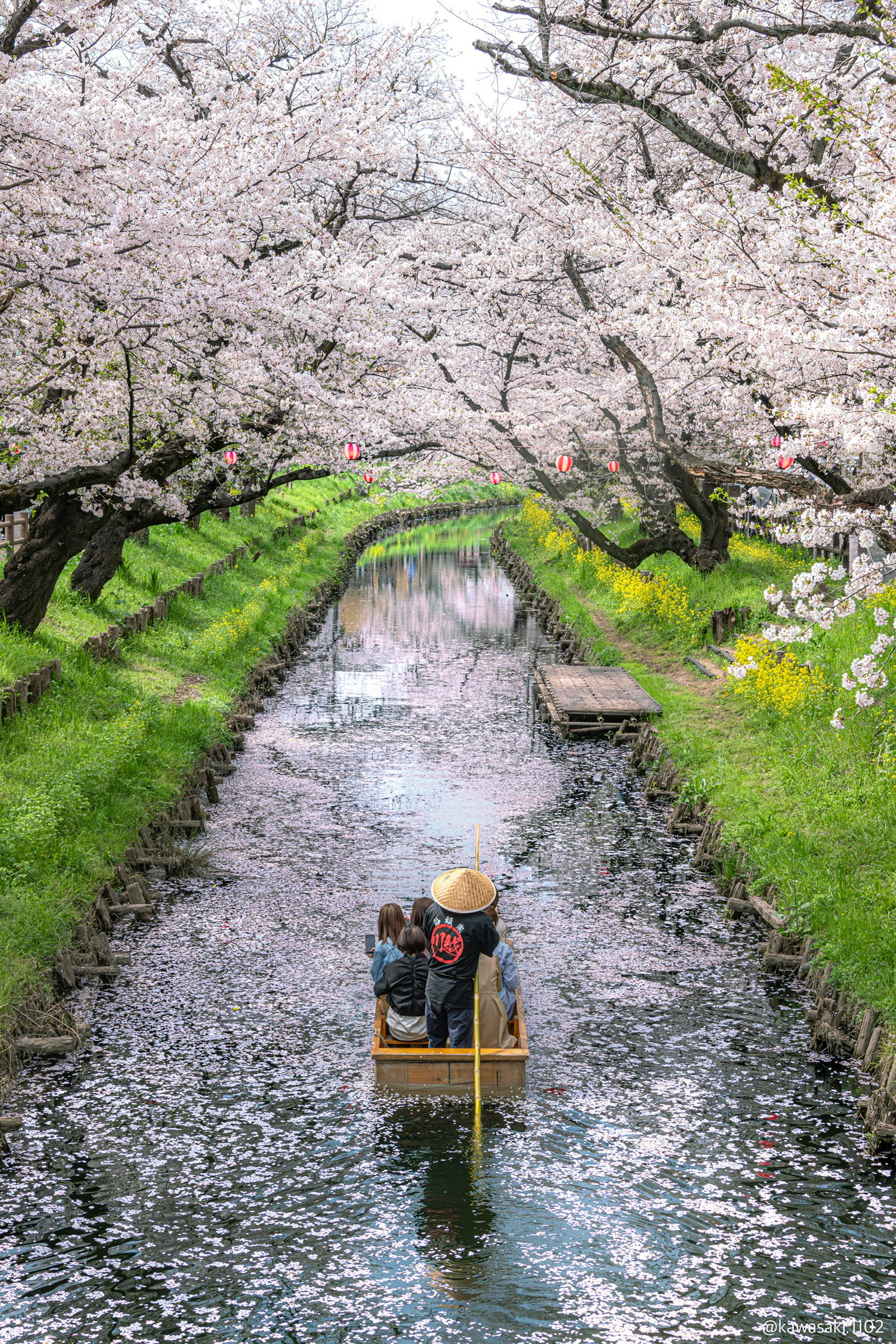 Cherry blossoms over a canal with a small boat and floating petals