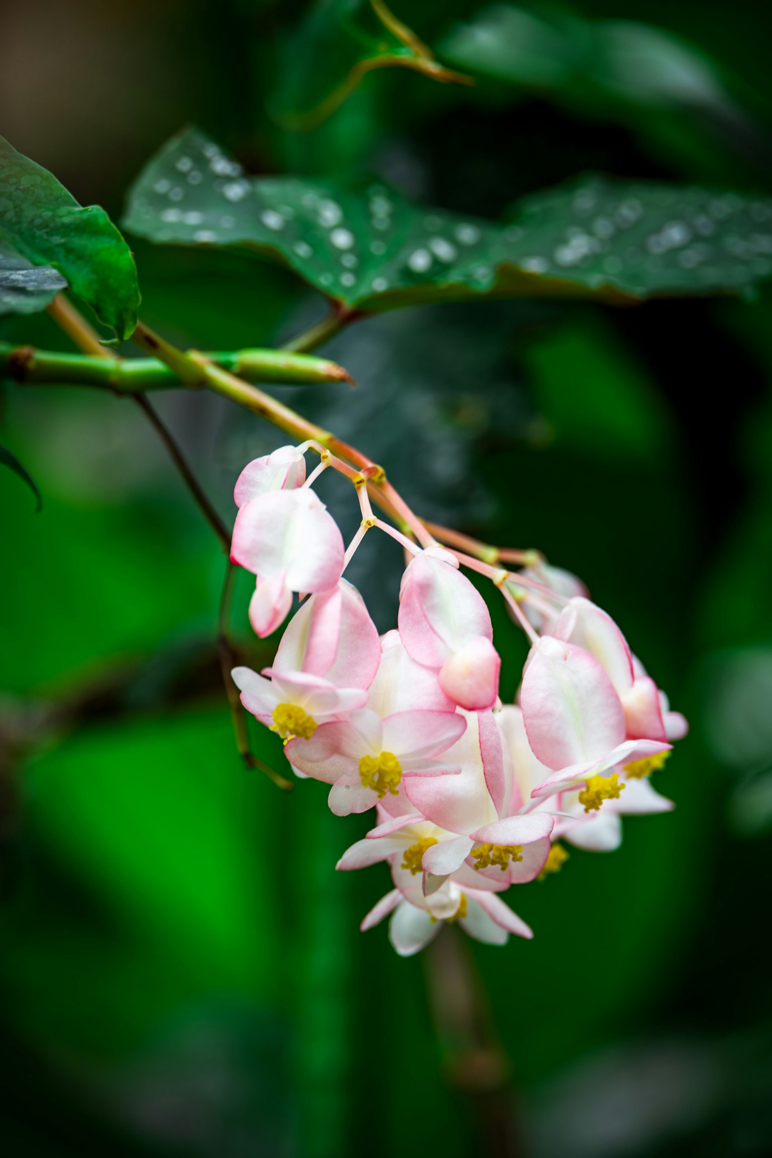 Cụm hoa hồng trên nền xanh
