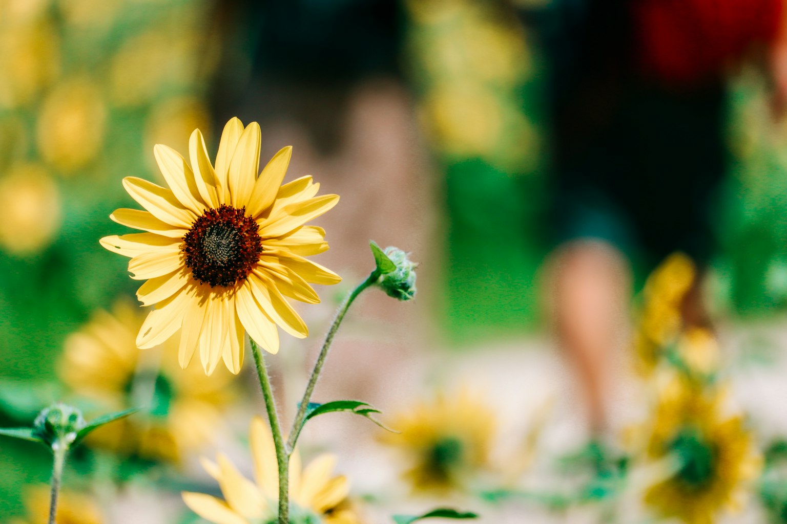 Un tournesol vibrant au premier plan avec des personnes floues en arrière-plan