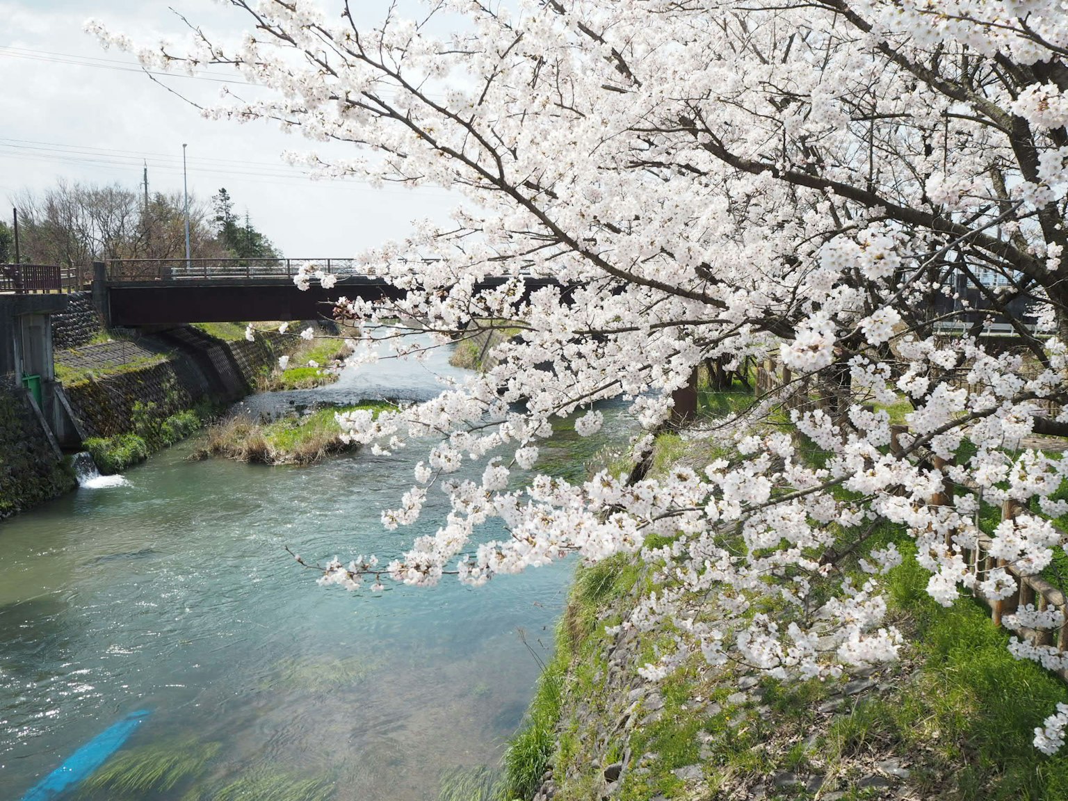 Alberi di ciliegio in fiore sopra un fiume con un ponte sullo sfondo