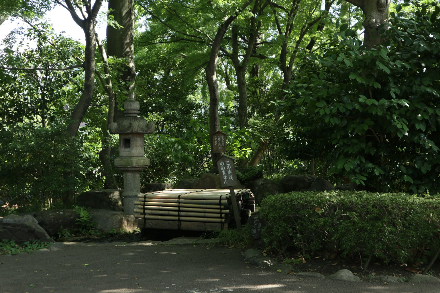 Wooden bench surrounded by lush greenery in a park setting