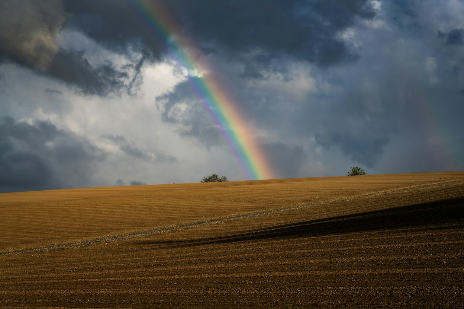 Cầu vồng trên cánh đồng vàng dưới bầu trời nhiều mây