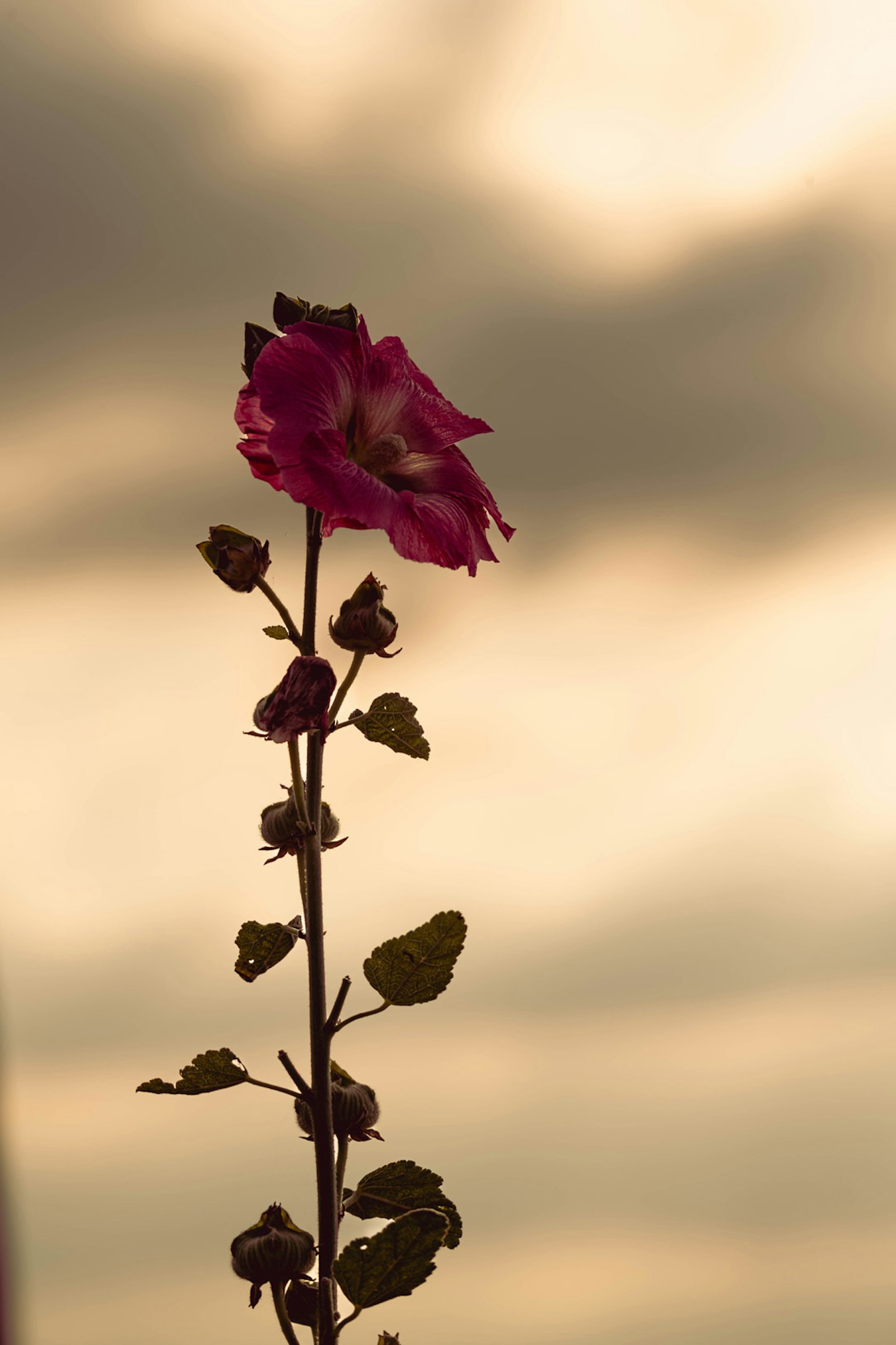 Silhouette of a pink flower against a sunset sky