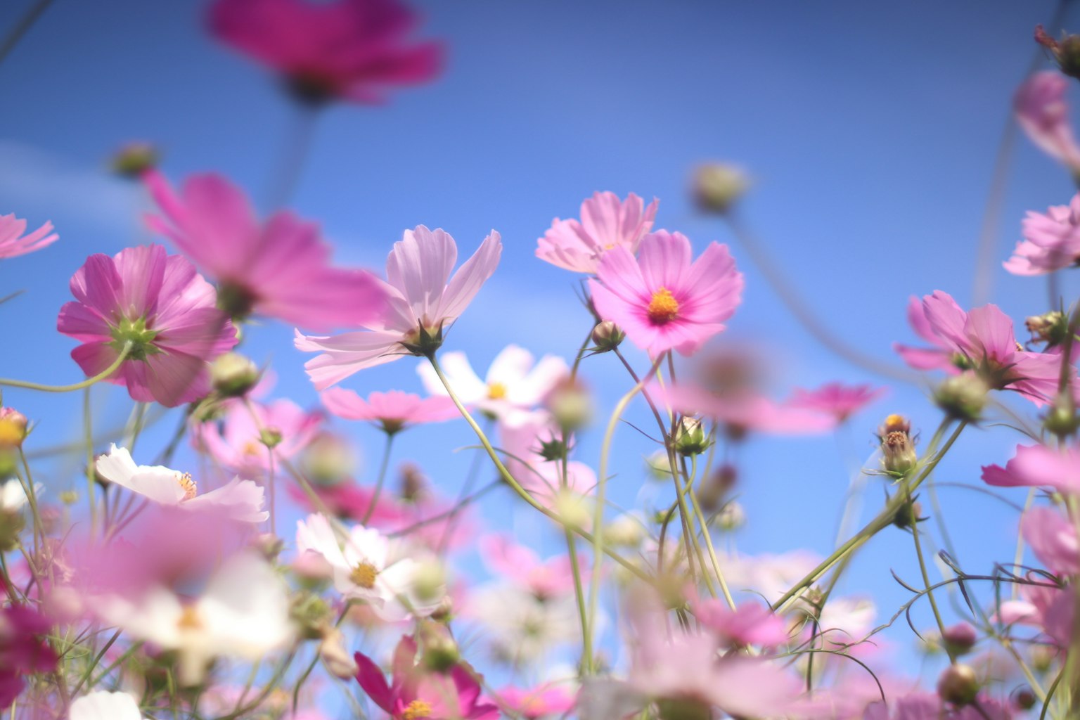 Fiori di cosmos rosa e bianchi che fioriscono sotto un cielo blu