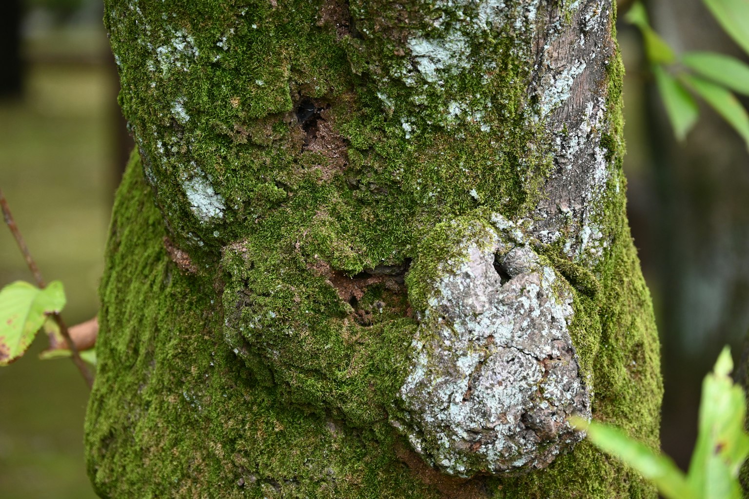 覆蓋苔蘚的樹幹與石頭般的圖案