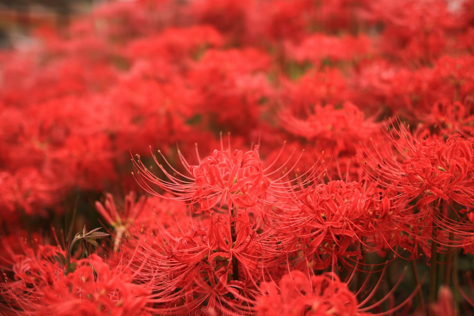 Ein lebendiges Feld roter Spinnenlilien in voller Blüte